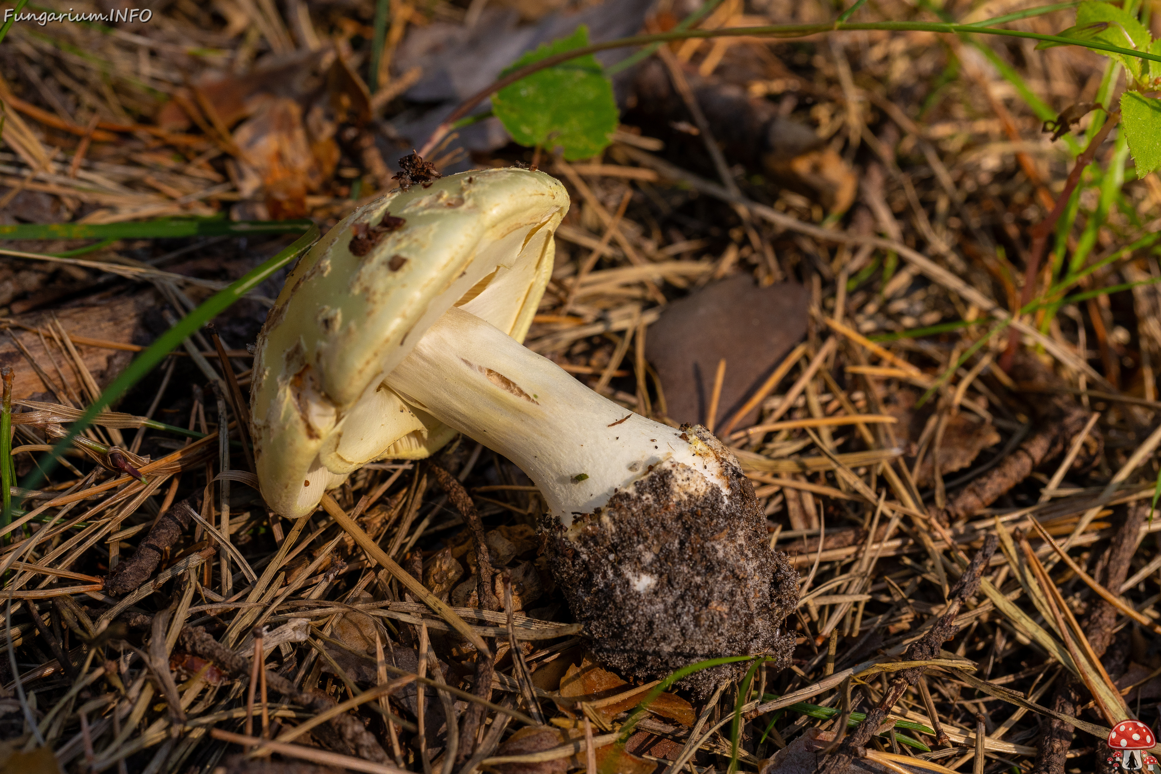 amanita-citrina_2-7 