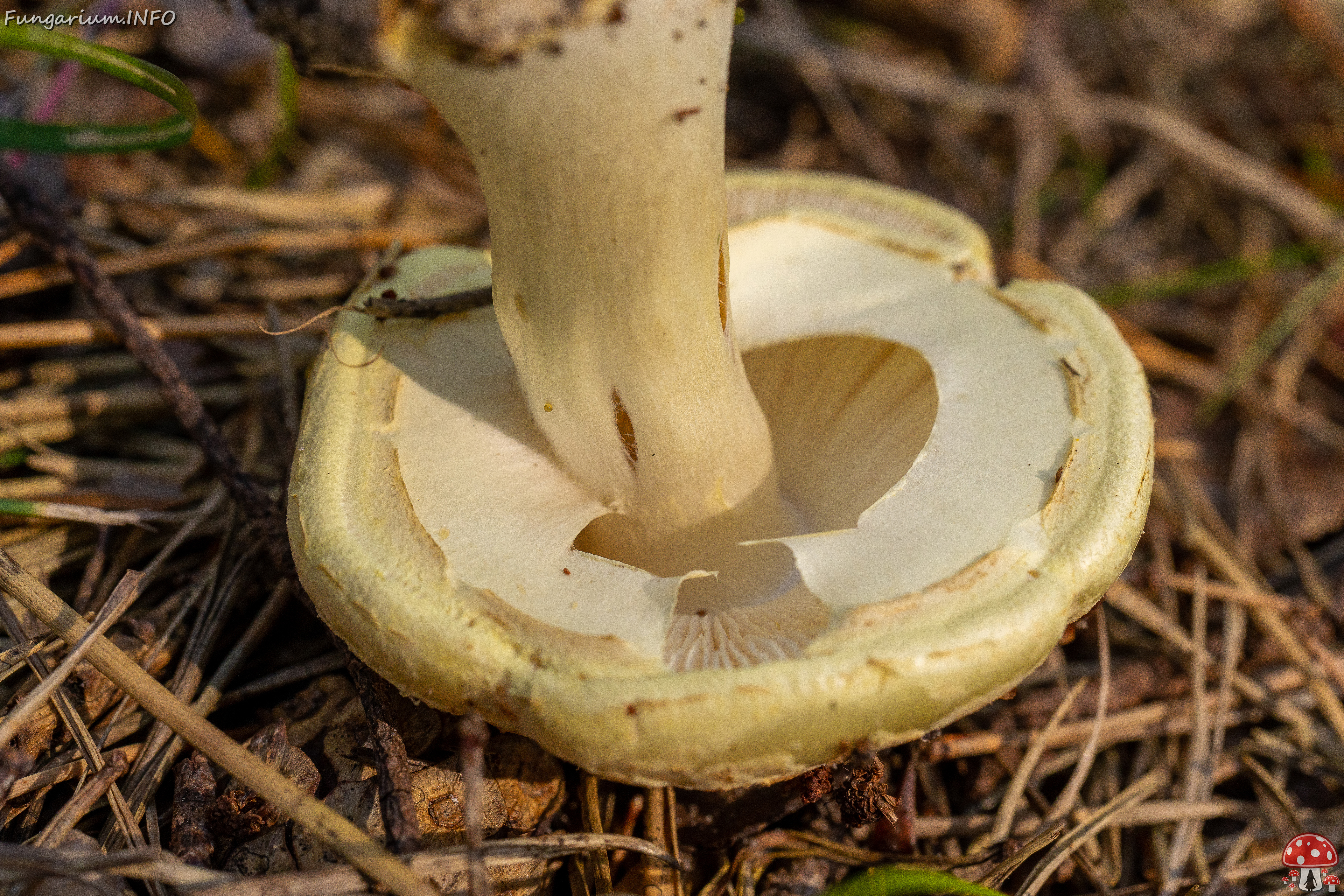 amanita-citrina_2-9 