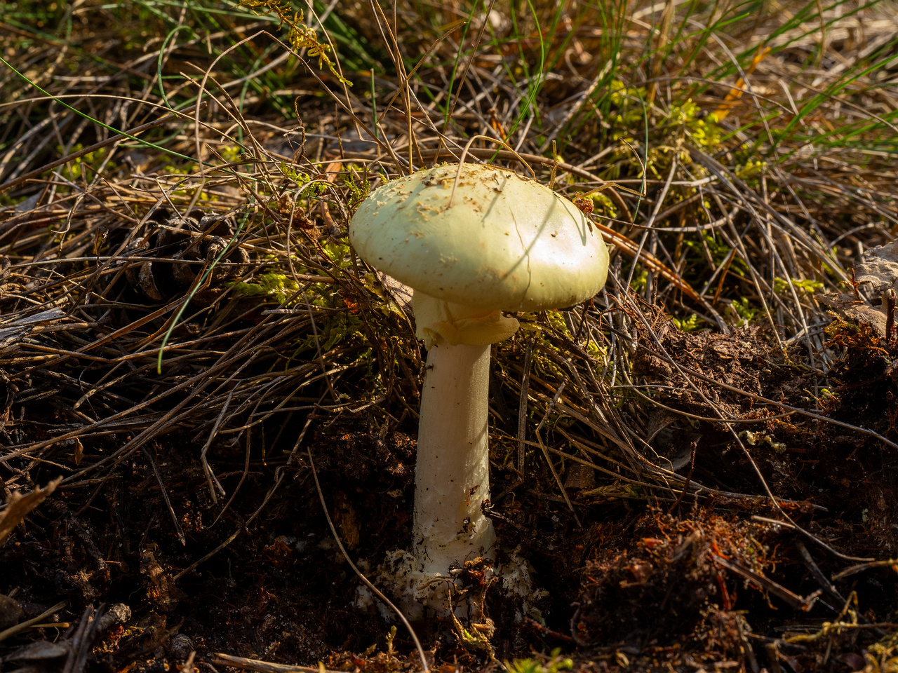 amanita-citrina_1-1