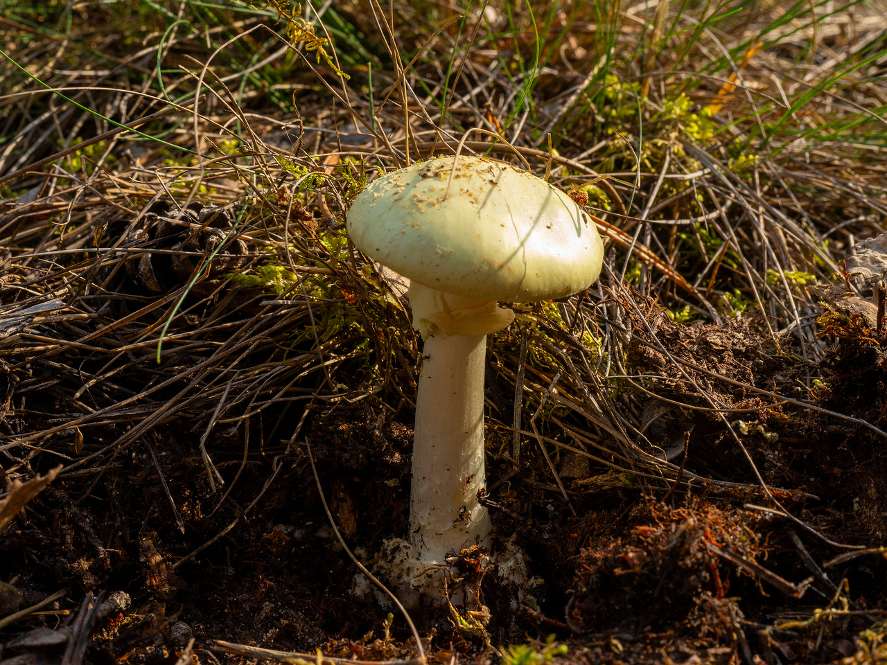 amanita-citrina_1-2