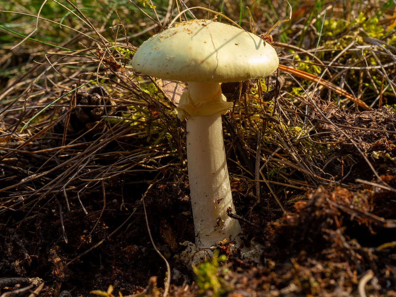 amanita-citrina_1-3