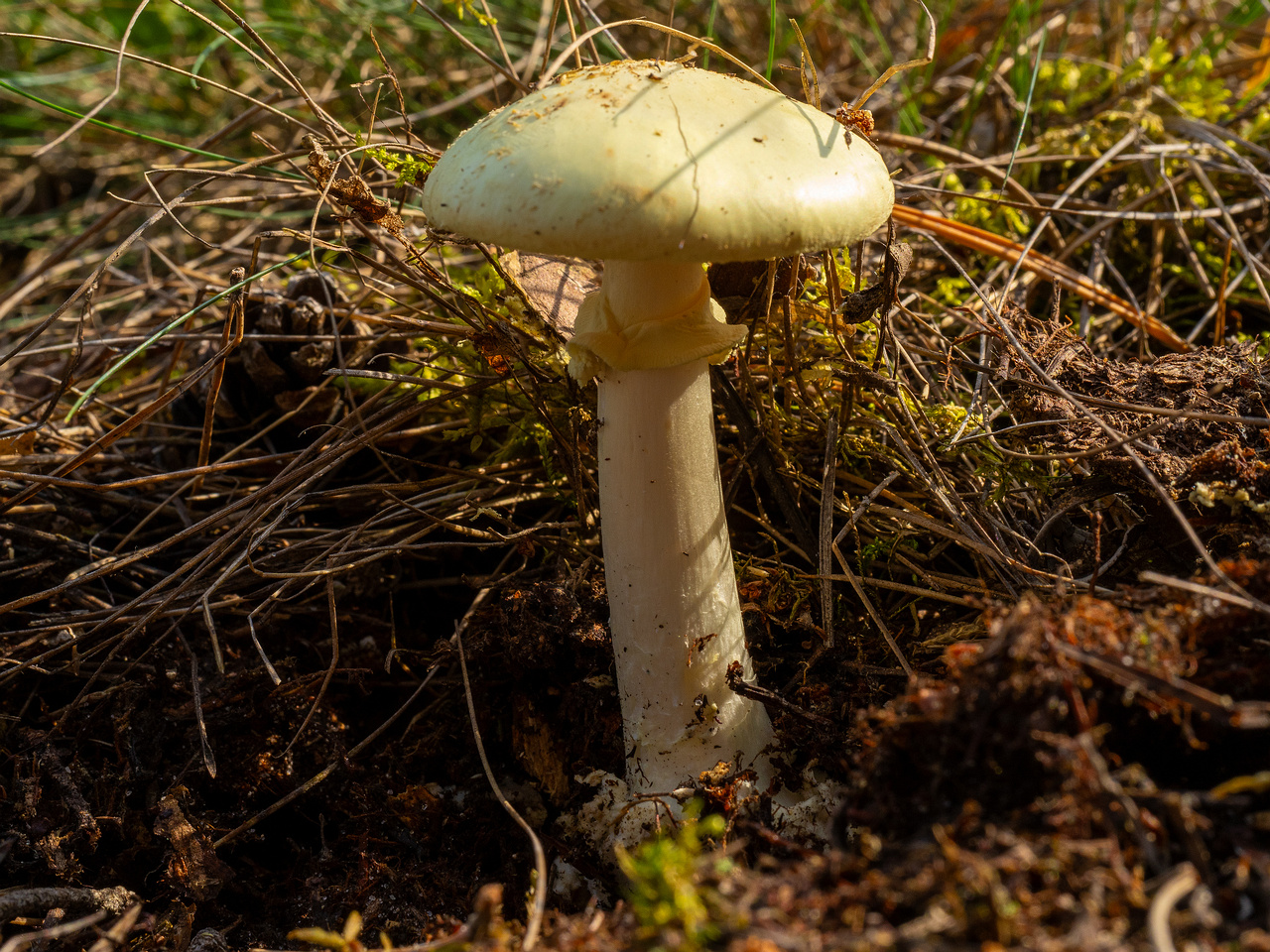 amanita-citrina_1-4