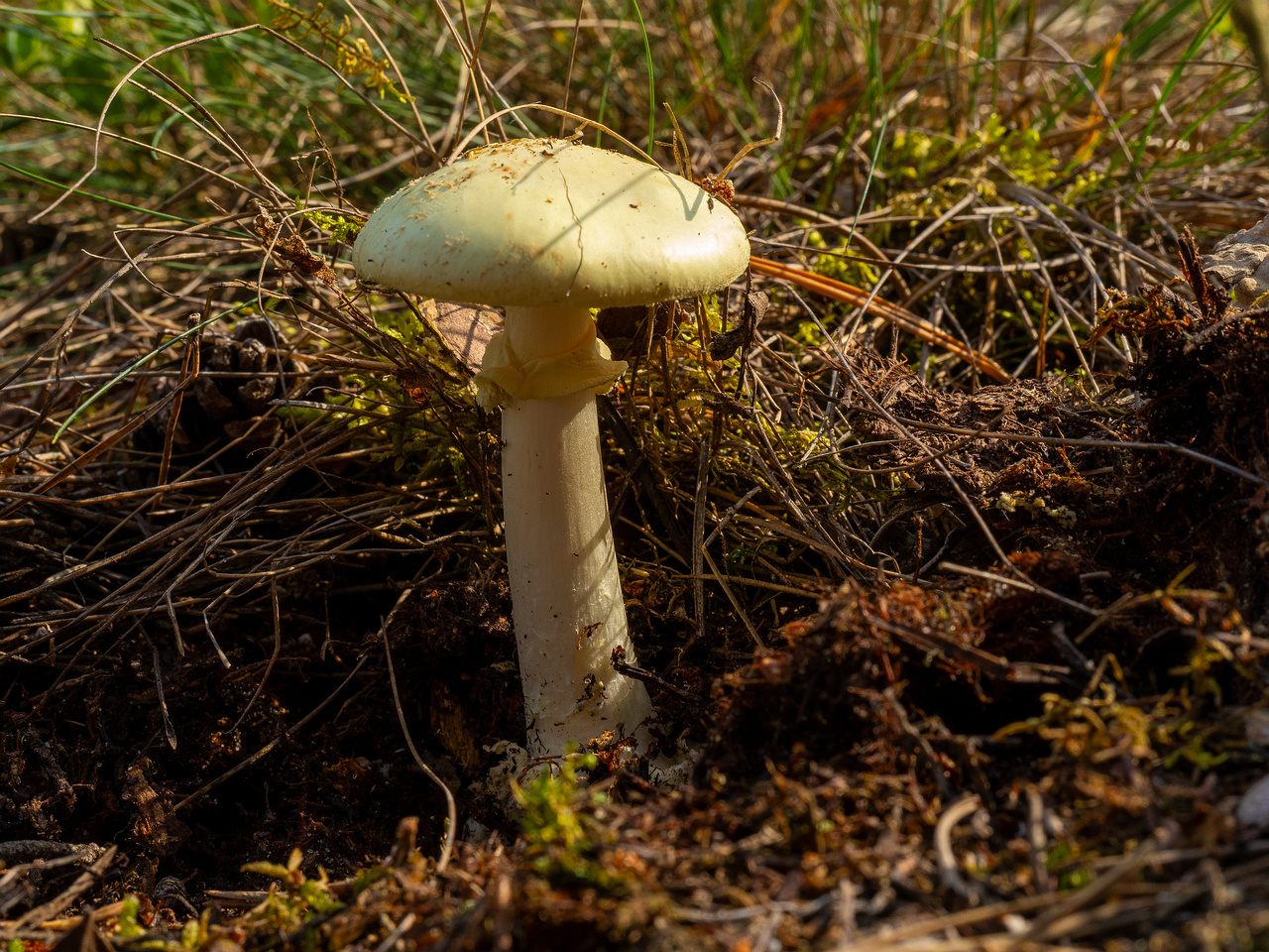 amanita-citrina_1-5