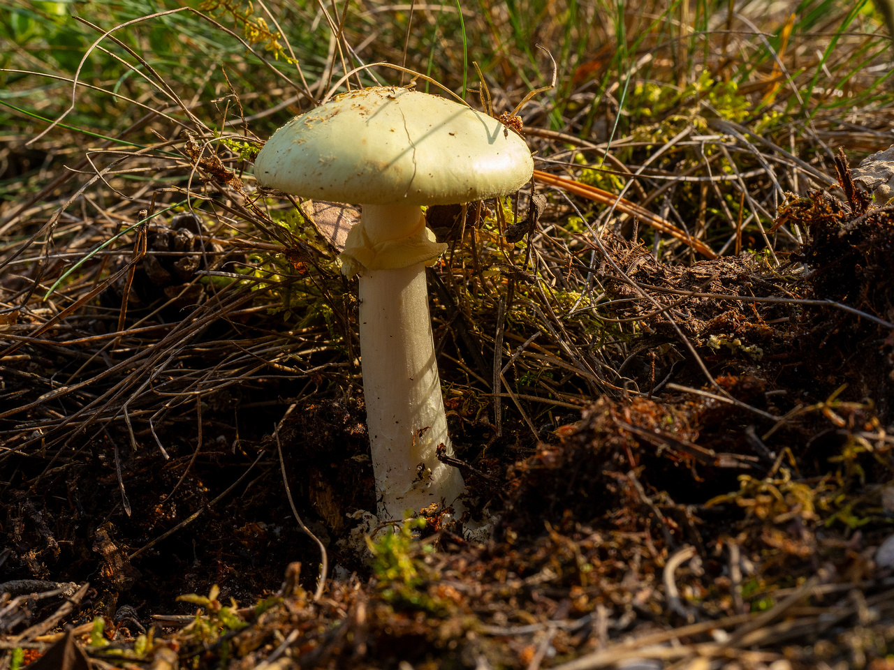 amanita-citrina_1-6