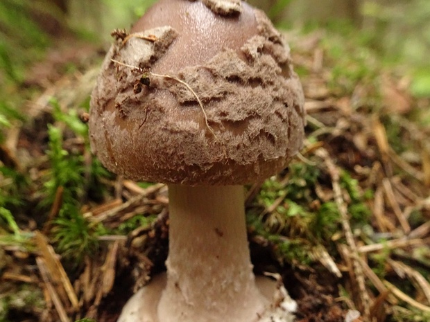 Amanita porphyria - Мухомор порфировый - Grey Veiled Amanita - Porphyreller Wulstling