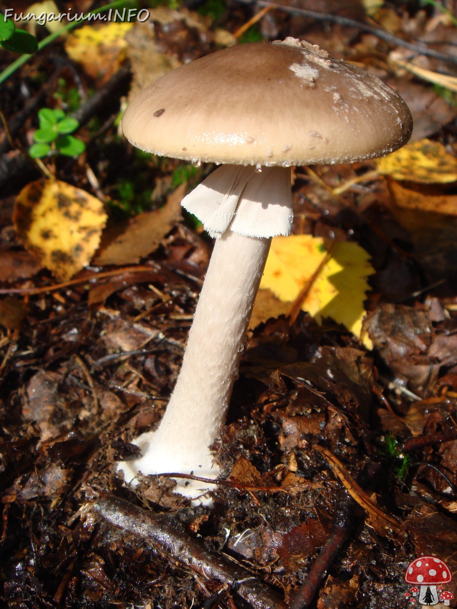 fungi-0004548 