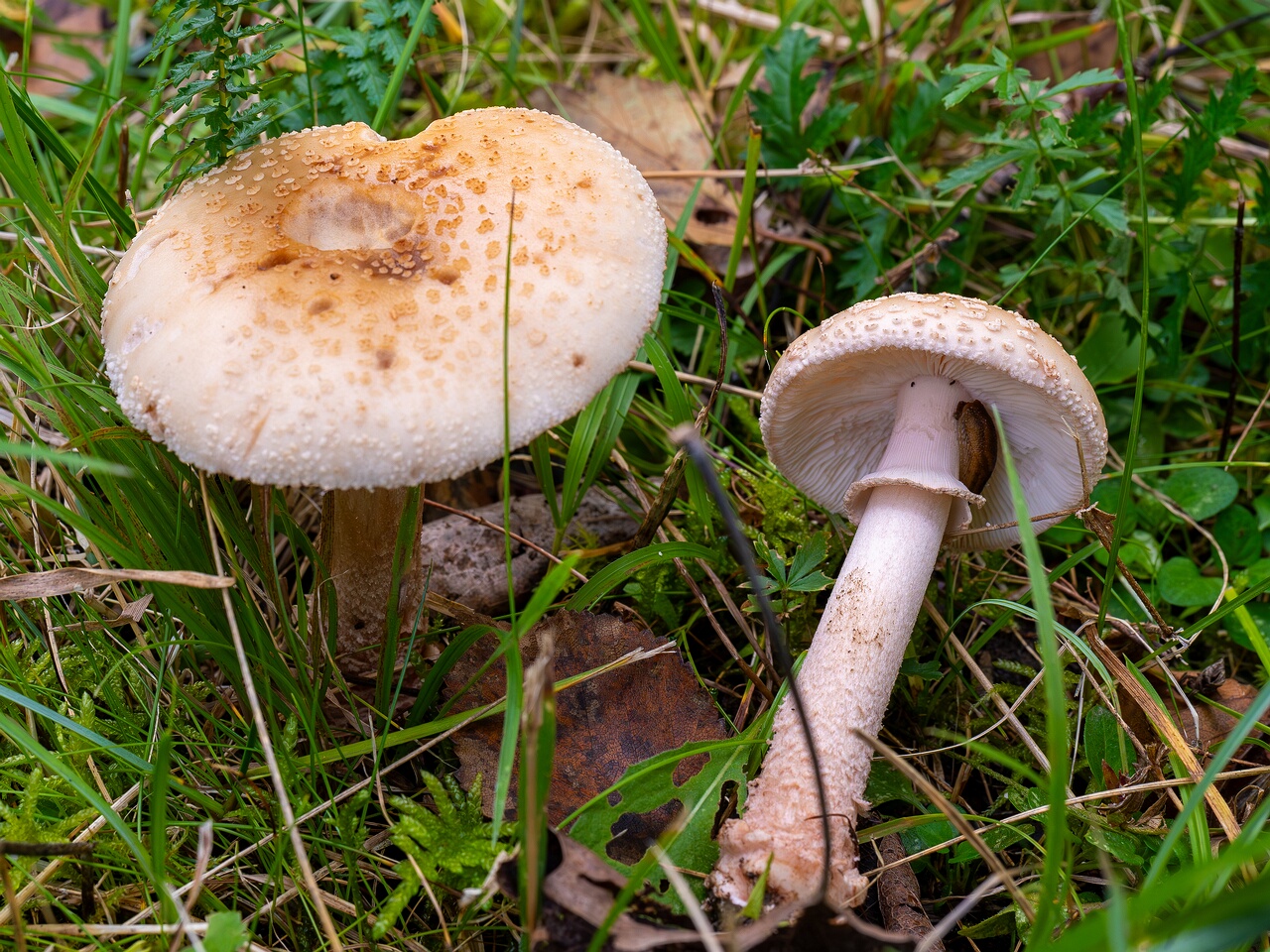 !Amanita rubescens var. alba _2026-09-19_1-2