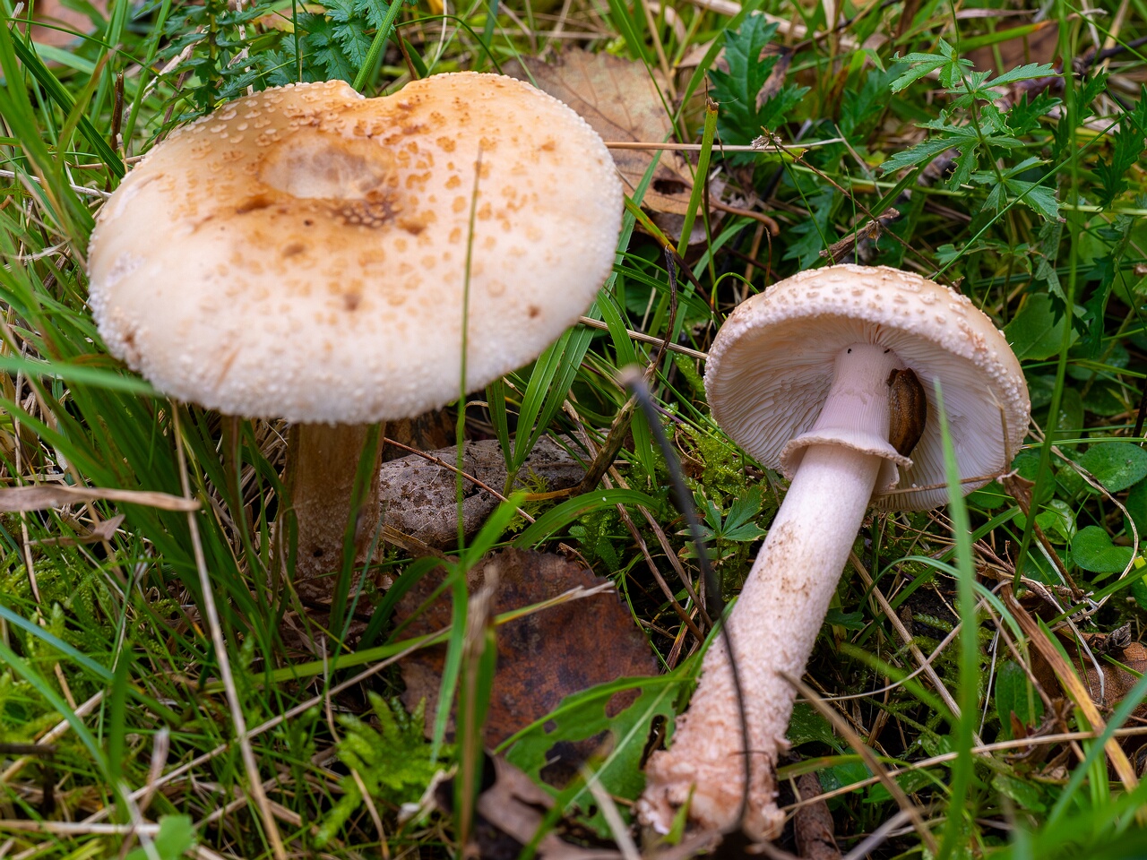 Amanita rubescens var. alba _2026-09-19_1-3