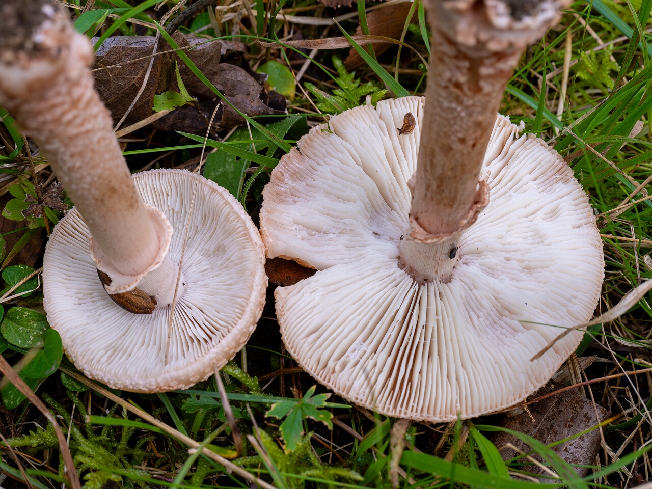 Amanita rubescens var. alba _2026-09-19_1-6