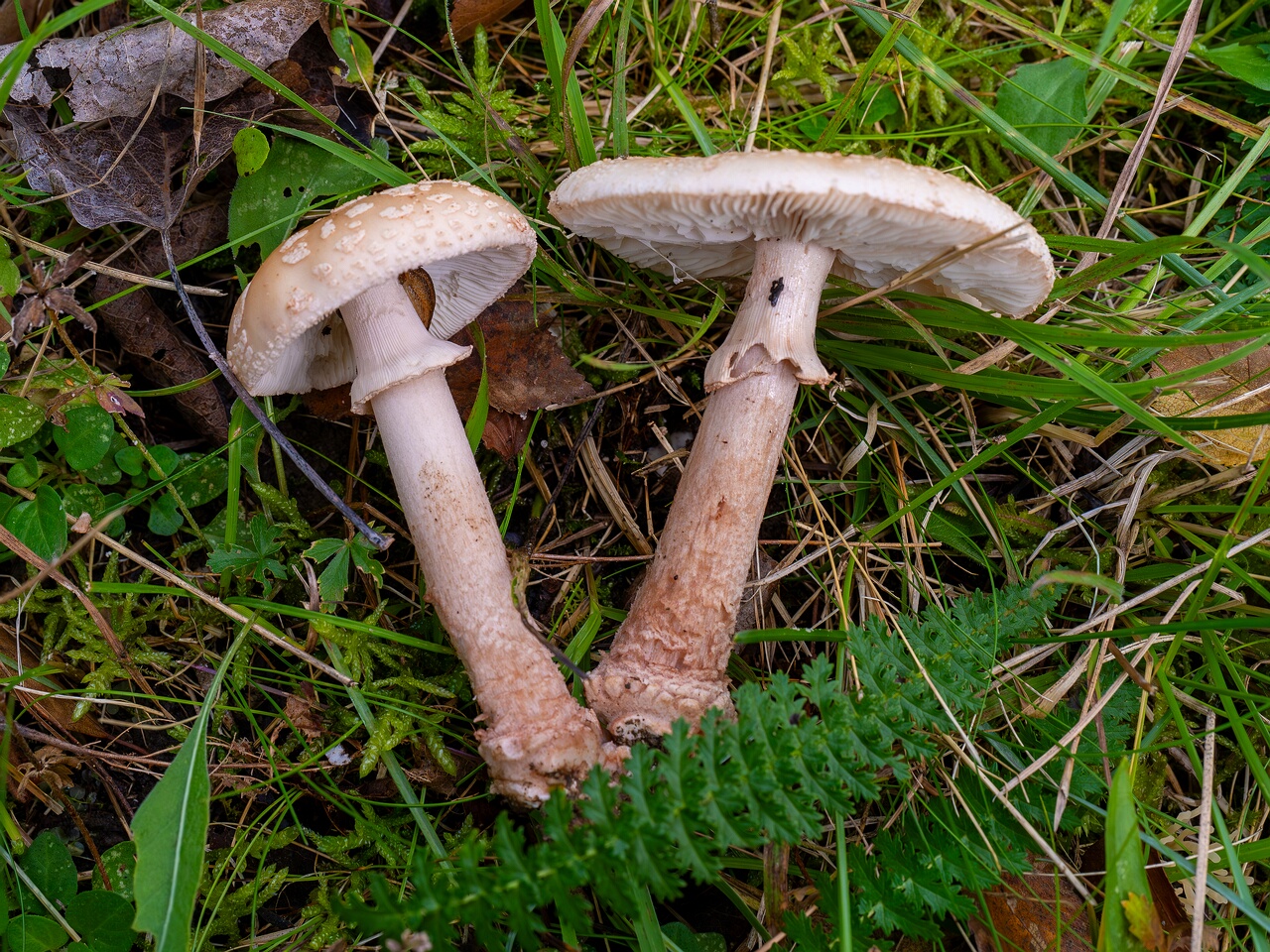 Amanita rubescens var. alba _2026-09-19_1-7