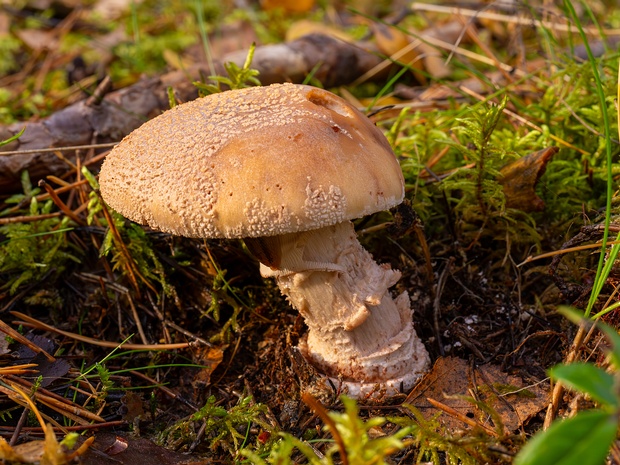 Amanita rubescens - Мухомор серо-розовый - Blusher - Perlpilz