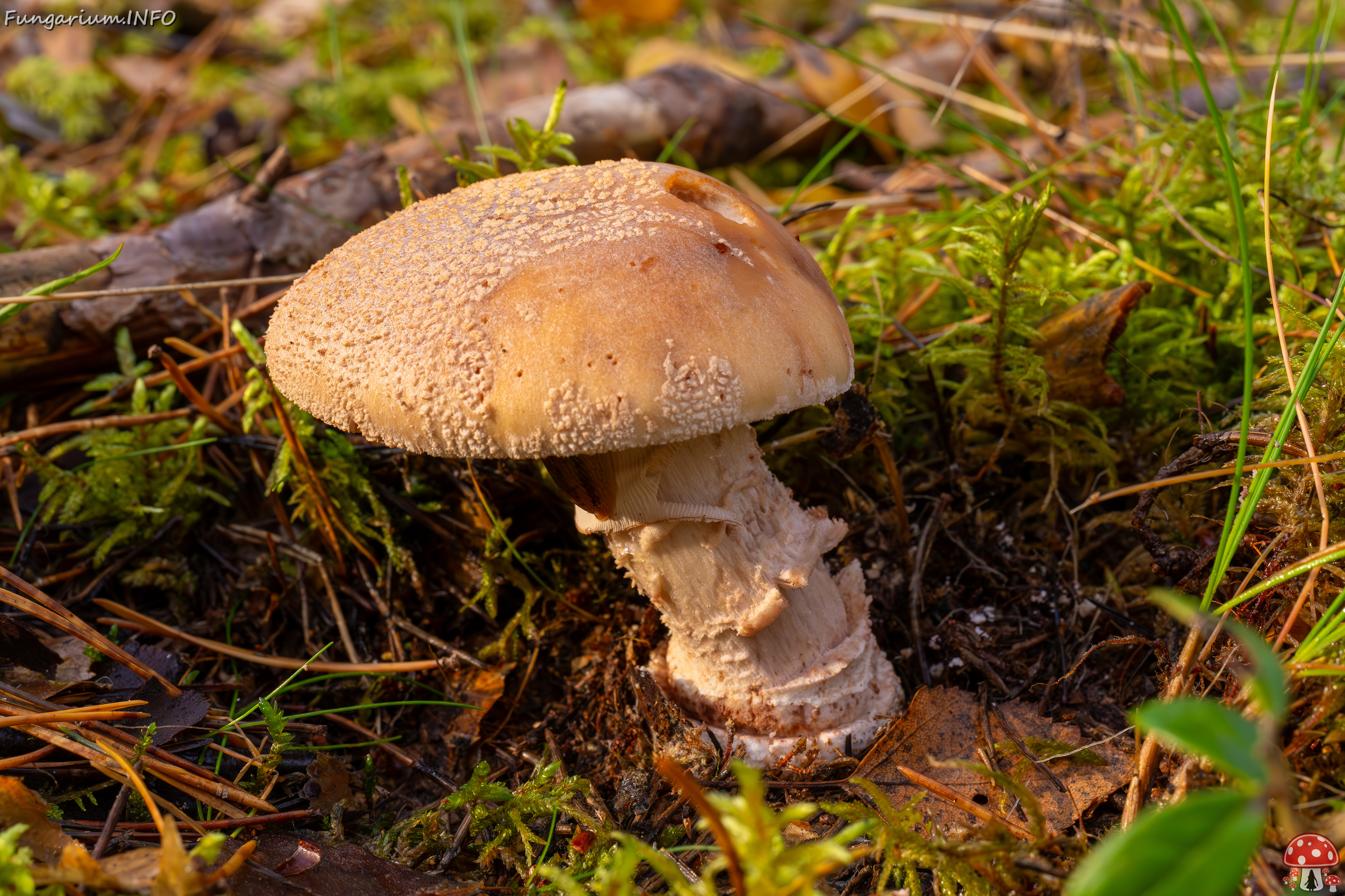 !amanita-rubescens_2024-10-19_1-1 