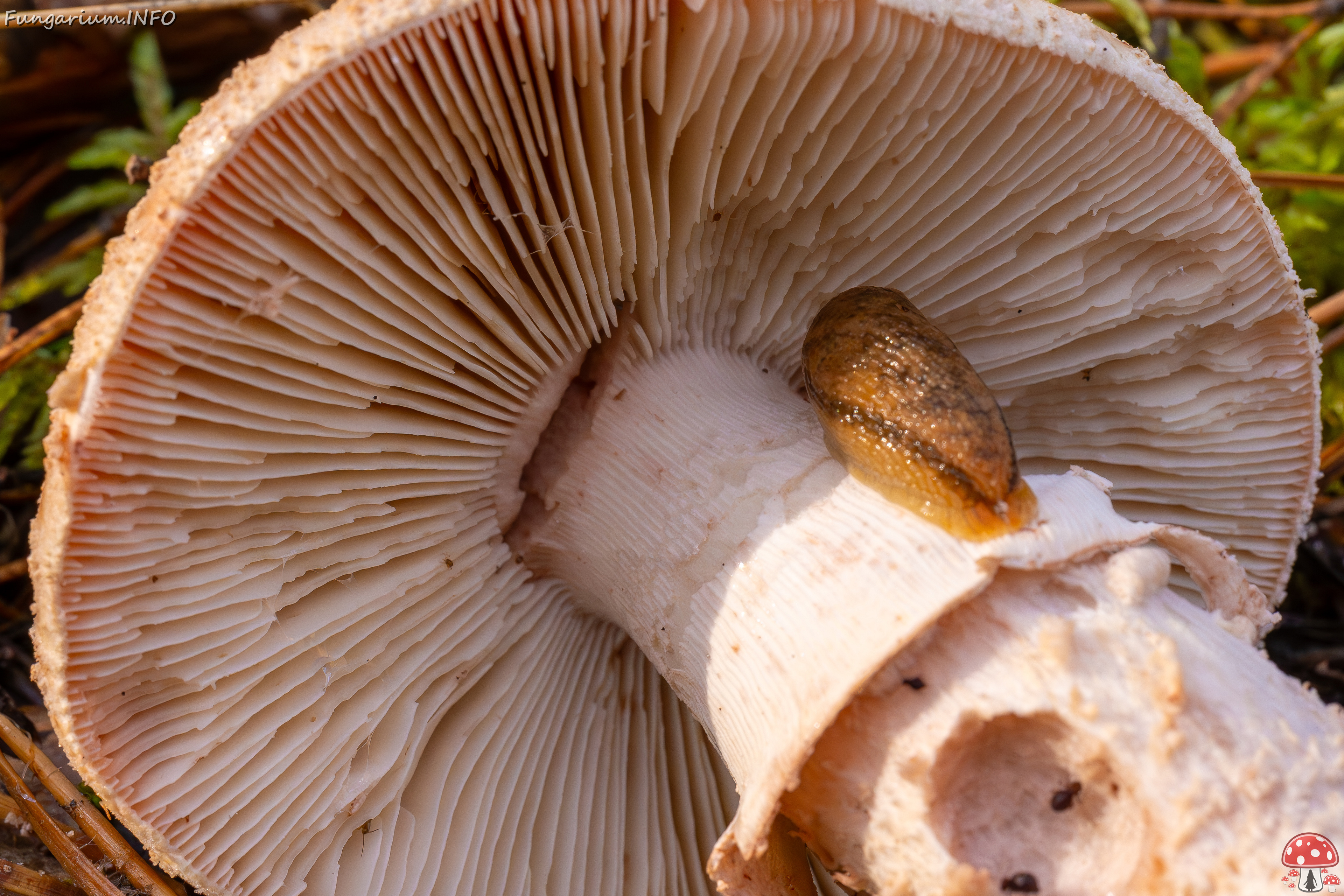 amanita-rubescens_2024-10-19_1-11 