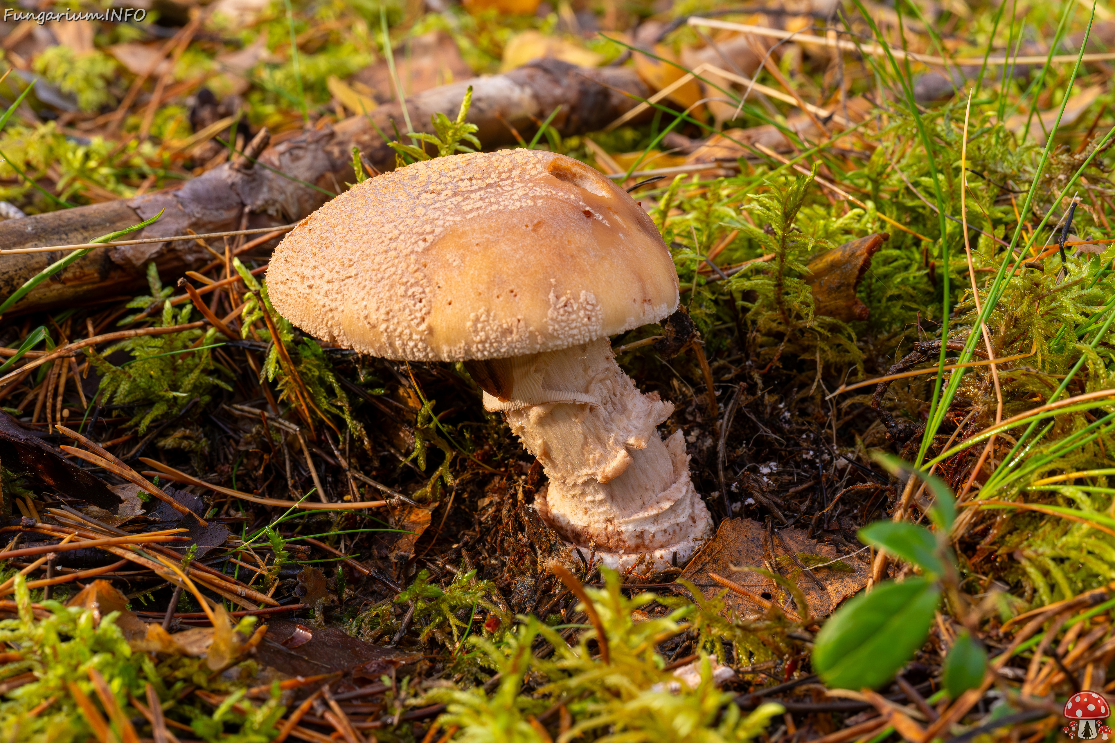 amanita-rubescens_2024-10-19_1-3 