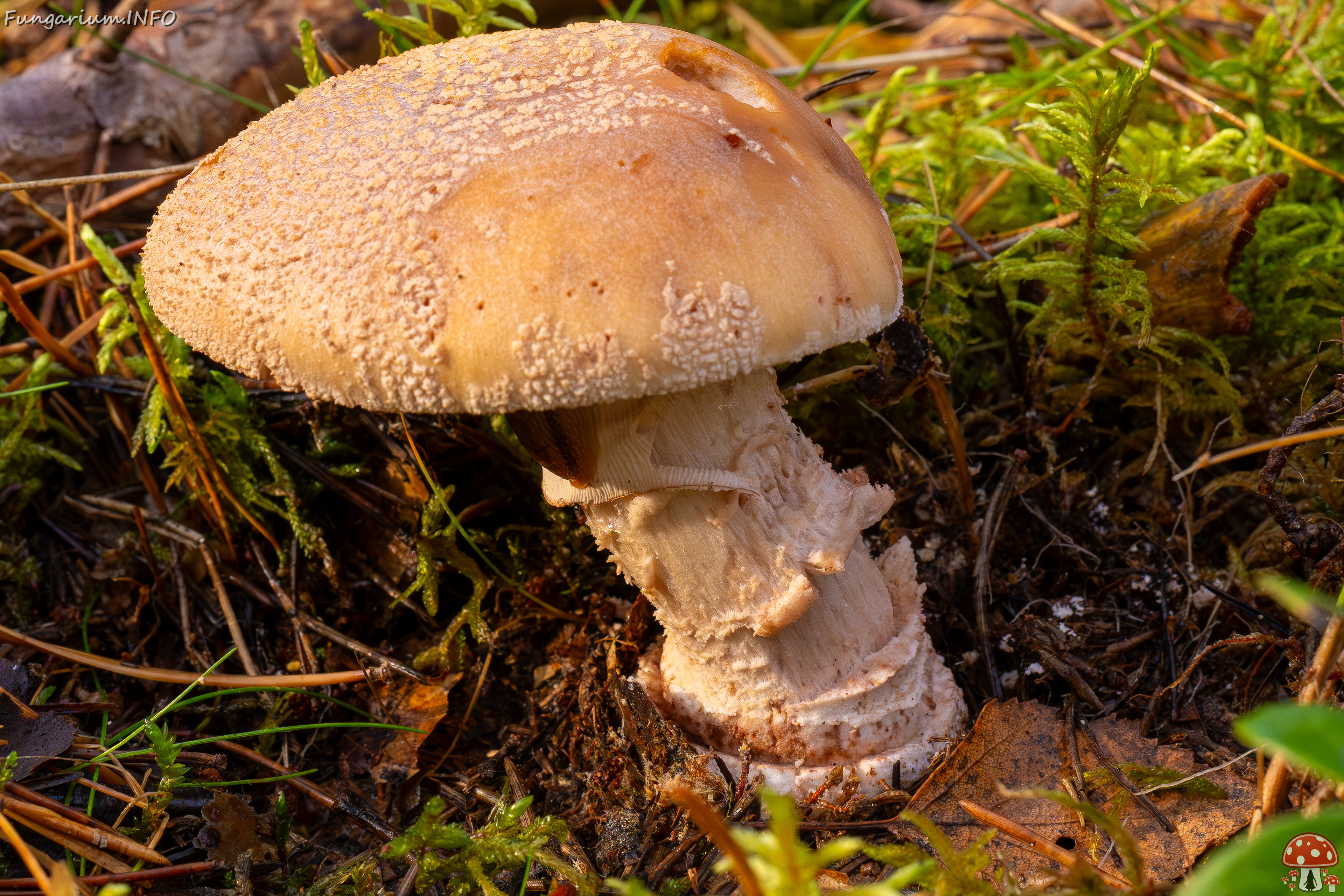 amanita-rubescens_2024-10-19_1-4 