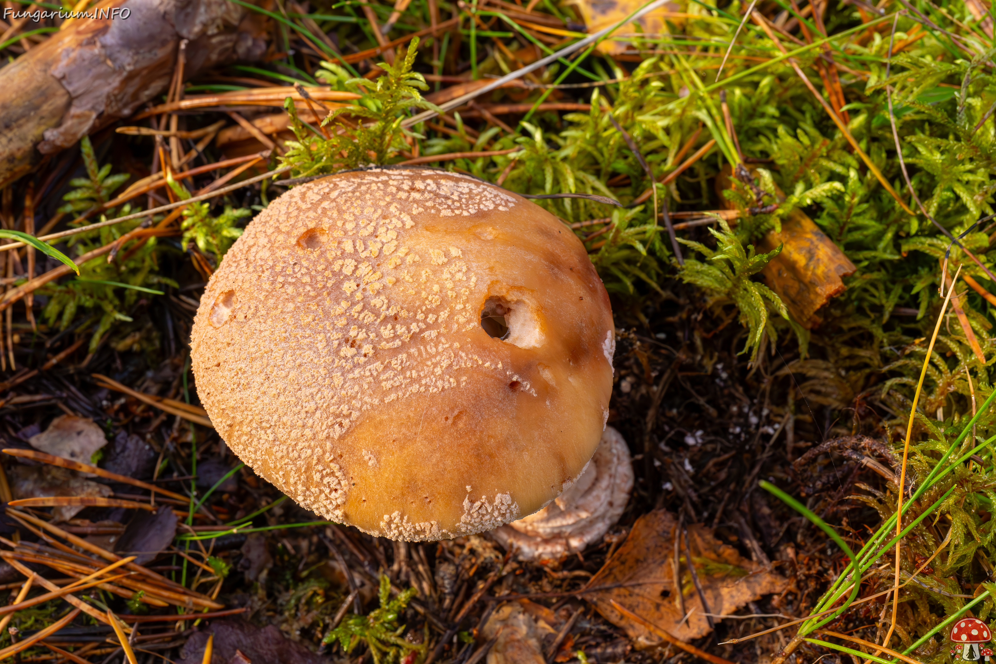 amanita-rubescens_2024-10-19_1-5 