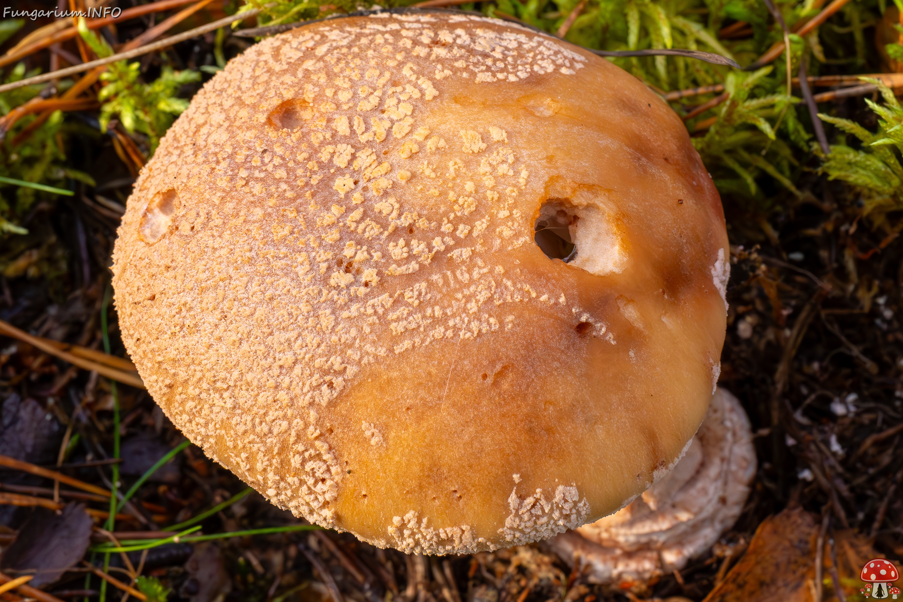 amanita-rubescens_2024-10-19_1-6 