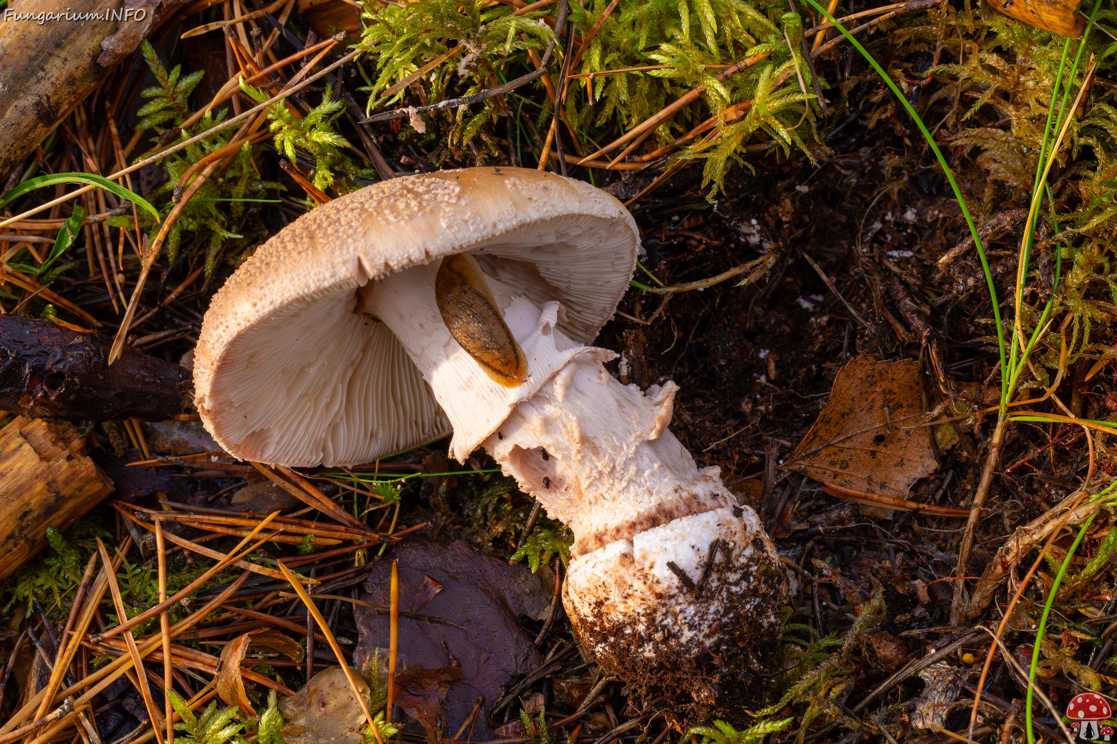 amanita-rubescens_2024-10-19_1-7 