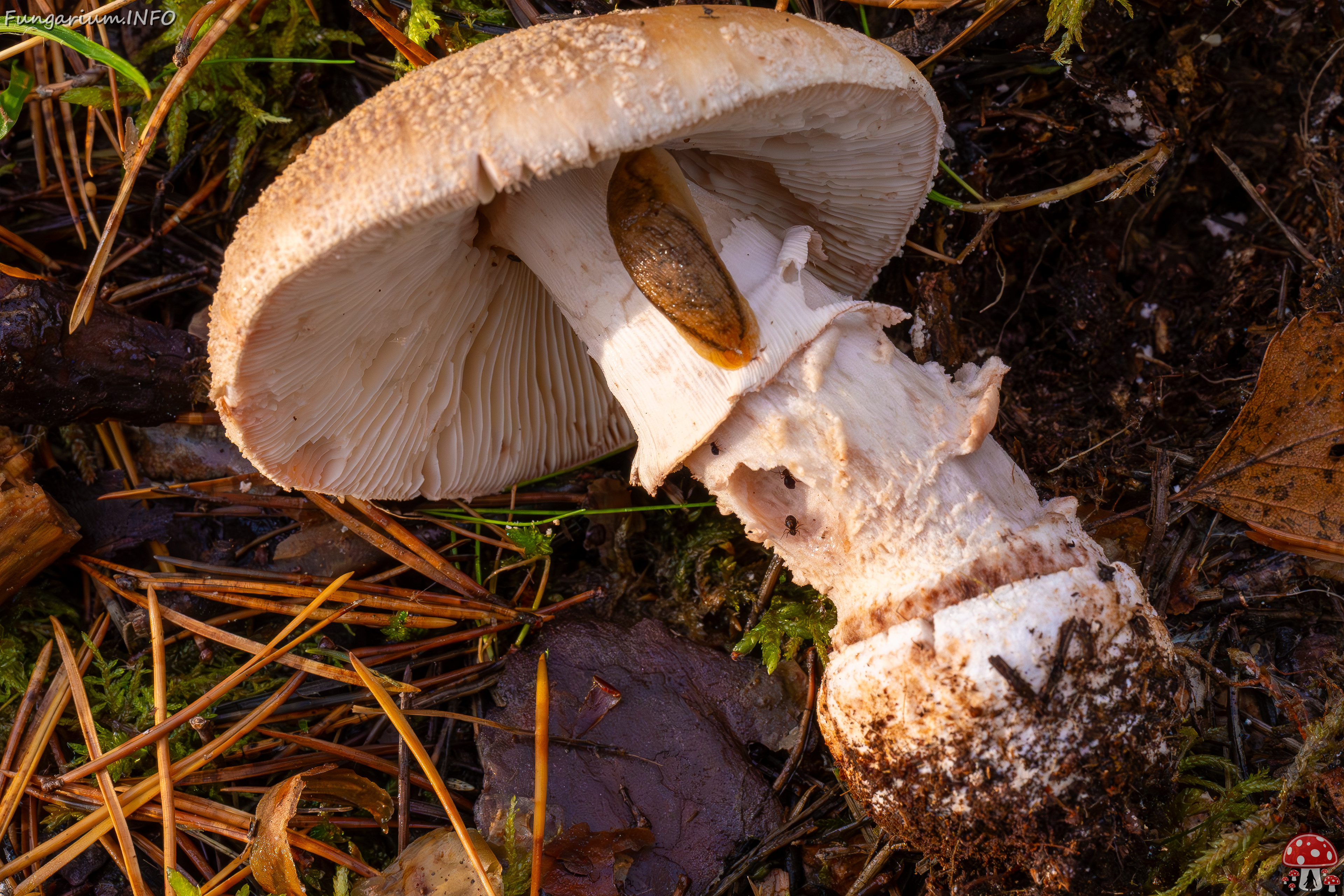 amanita-rubescens_2024-10-19_1-8 