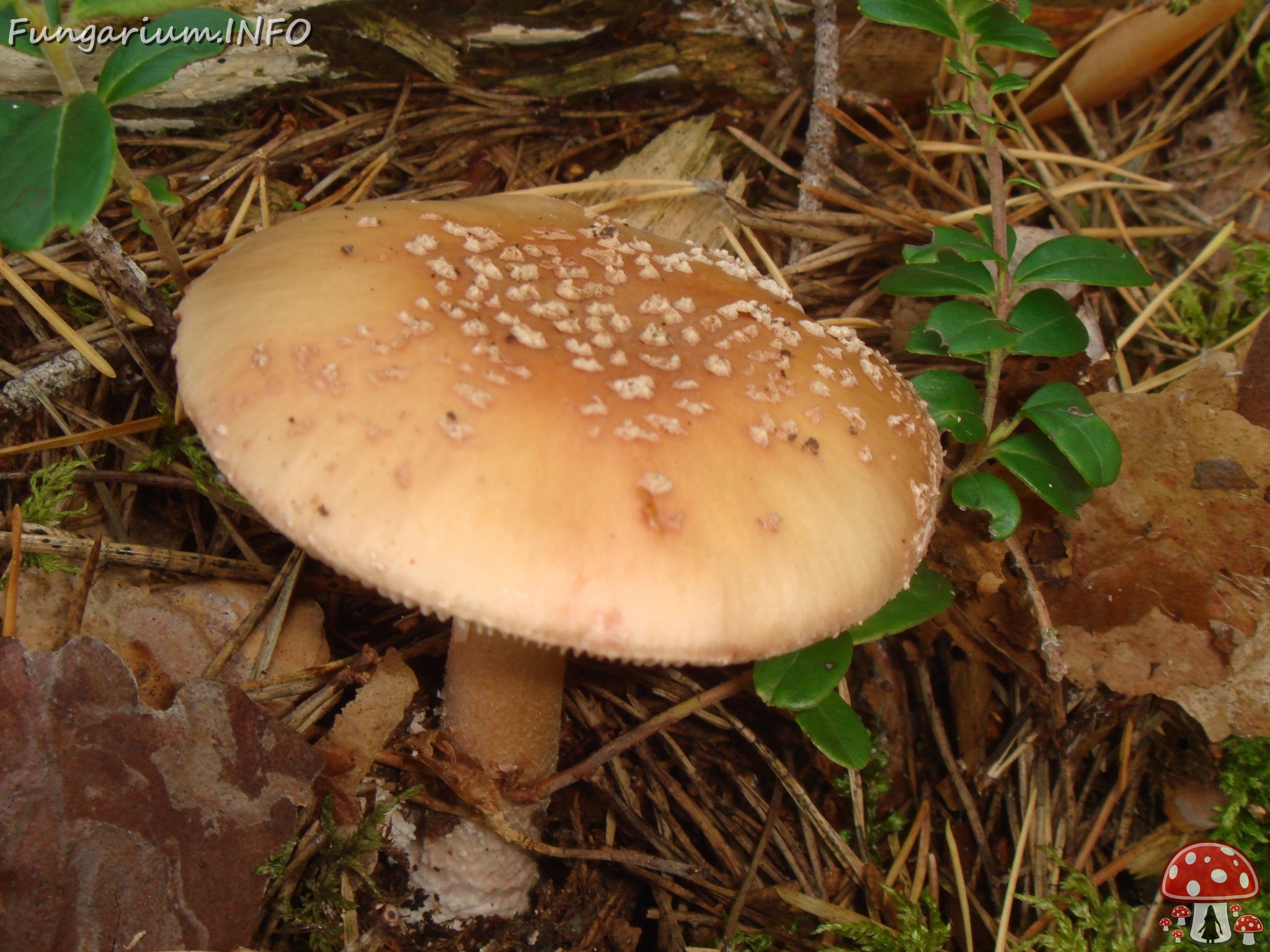 fungi-0004726 