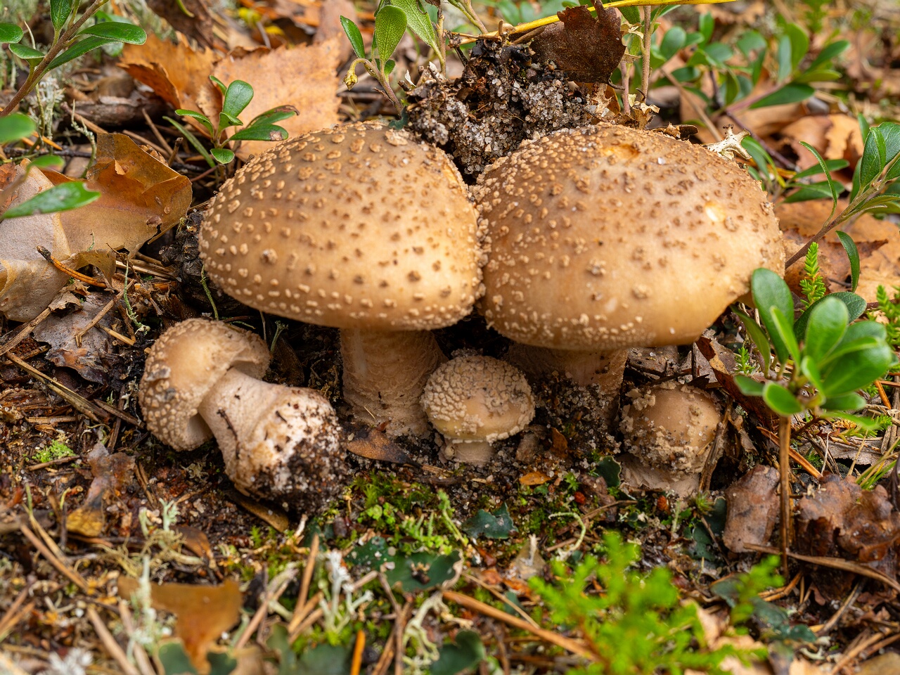 Amanita rubescens _2026-09-17_1-1