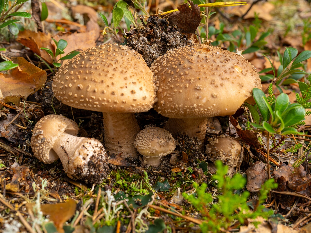 Amanita rubescens _2026-09-17_1-3