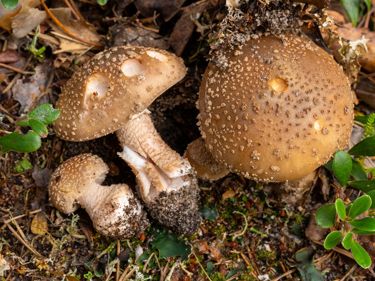 Amanita rubescens _2026-09-17_1-4