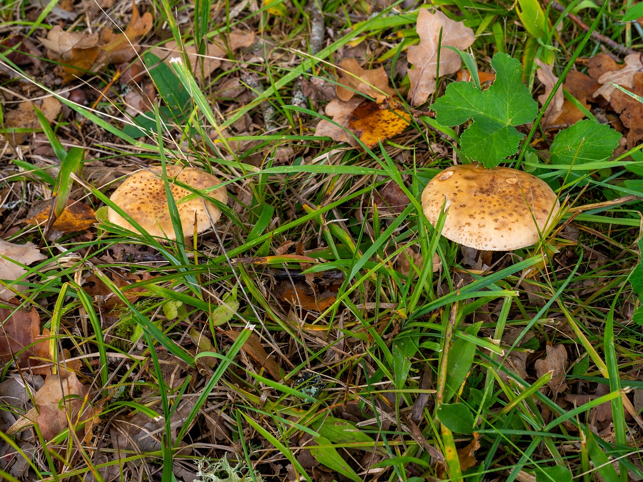 Amanita rubescens _2026-09-19_1-1