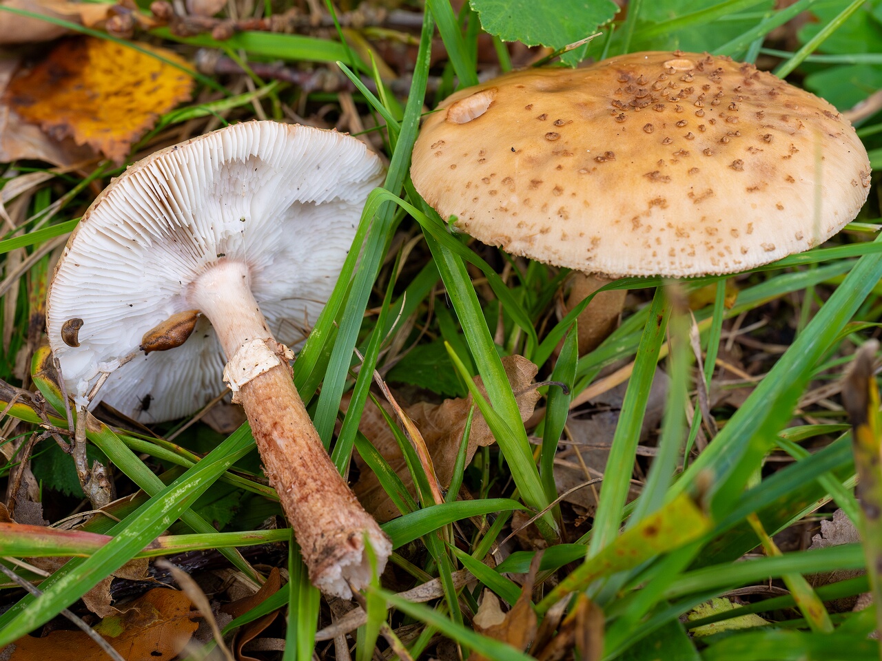 Amanita rubescens _2026-09-19_1-2