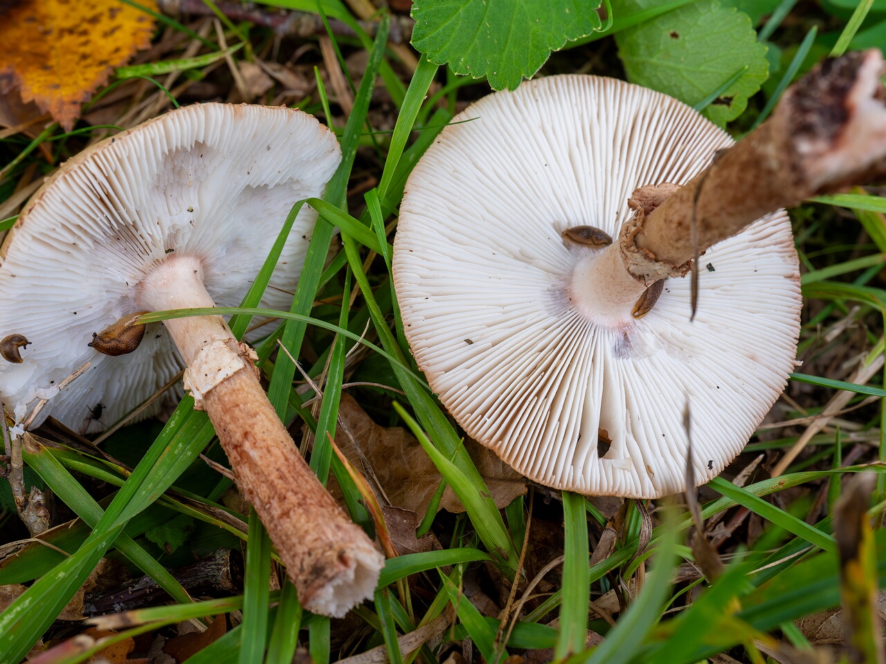 Amanita rubescens _2026-09-19_1-3