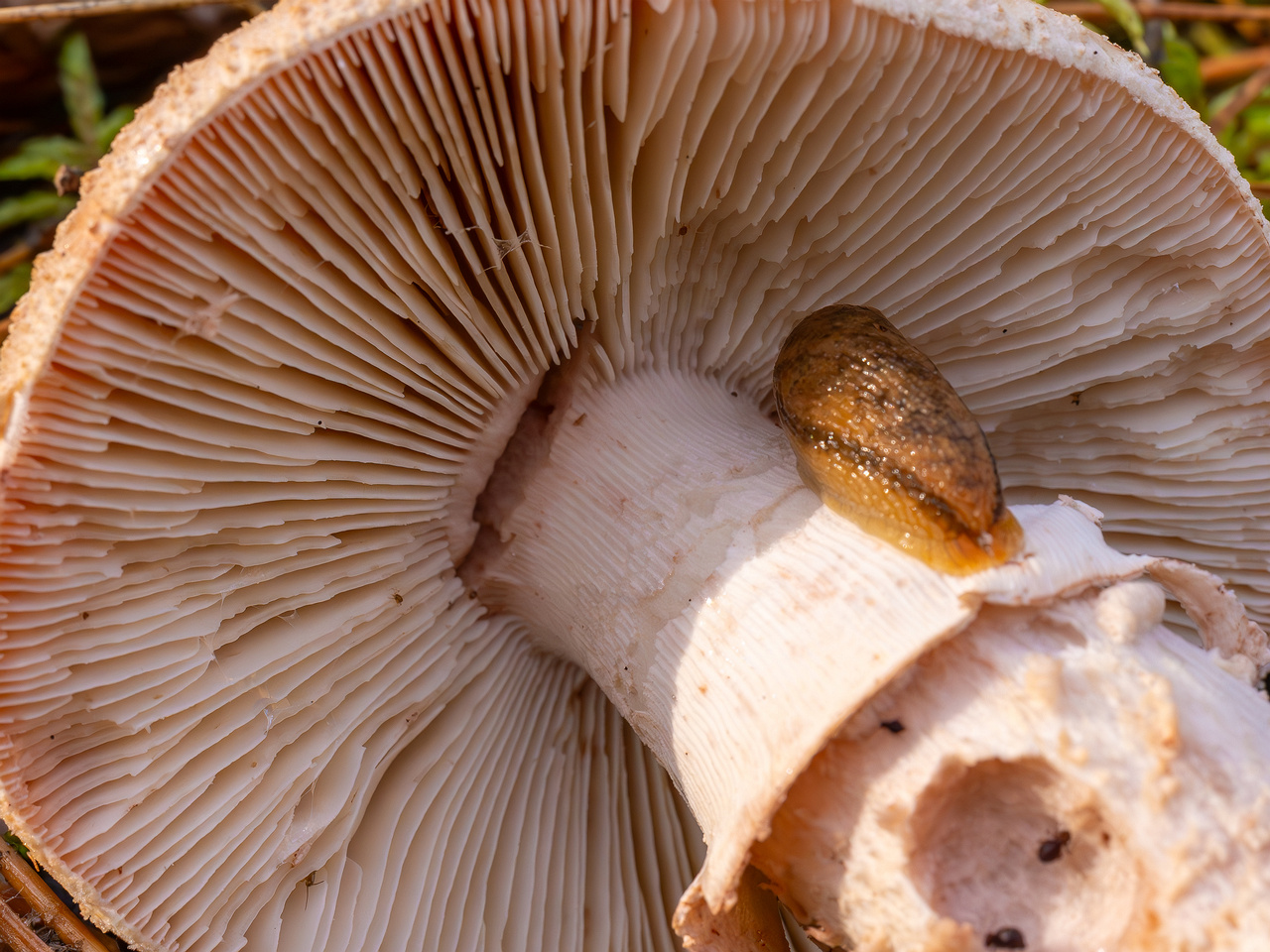 amanita-rubescens_2024-10-19_1-11