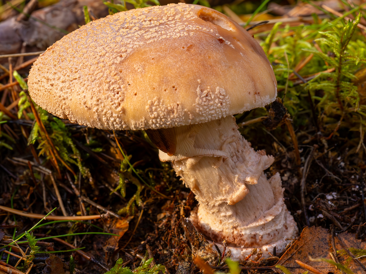 amanita-rubescens_2024-10-19_1-2