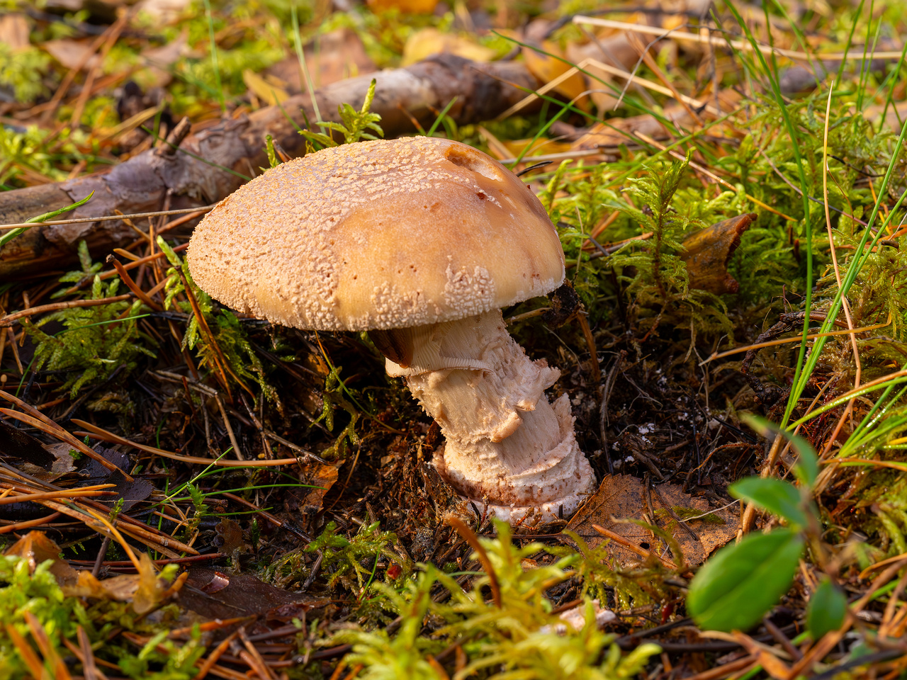 amanita-rubescens_2024-10-19_1-3