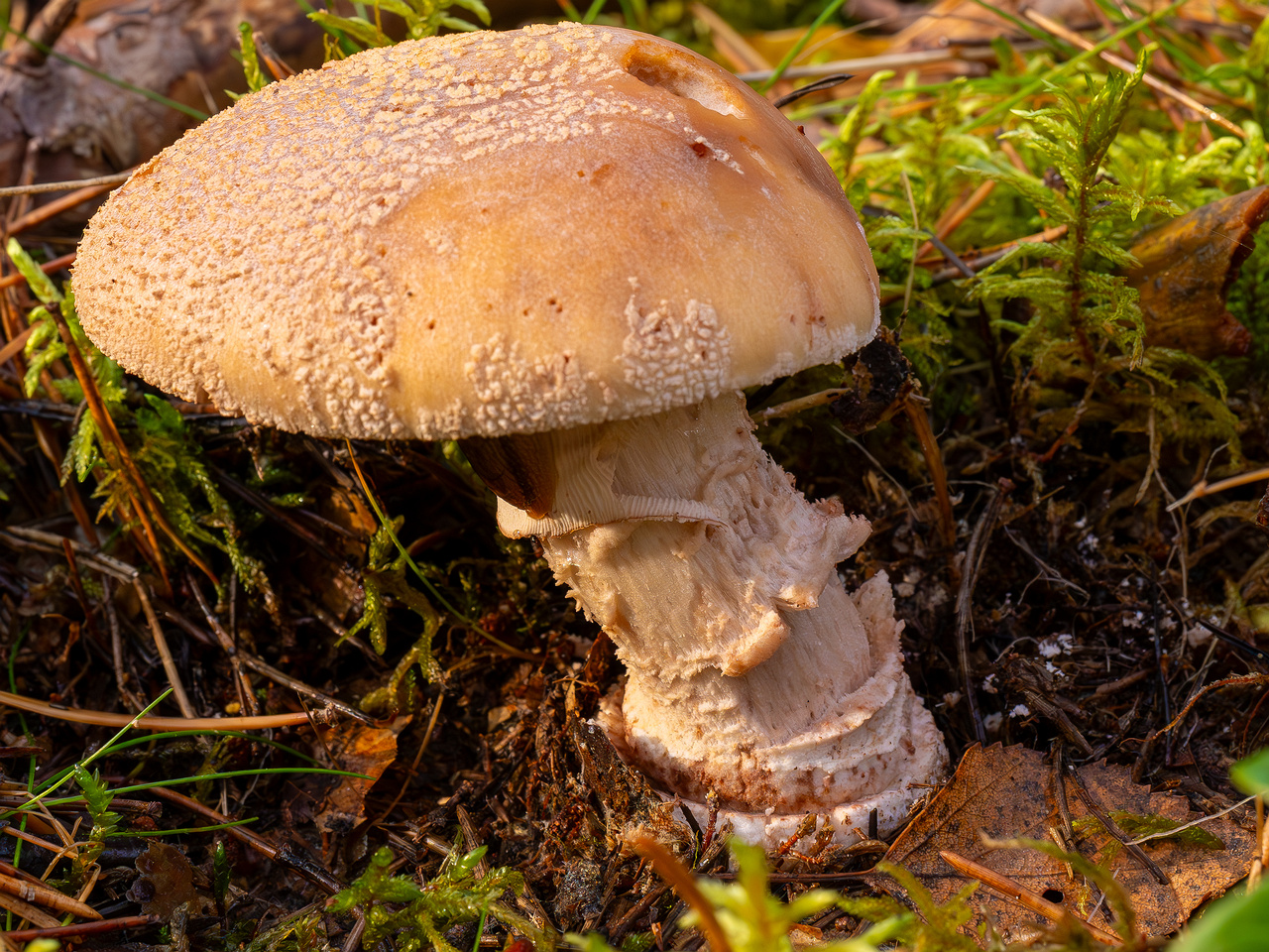 amanita-rubescens_2024-10-19_1-4