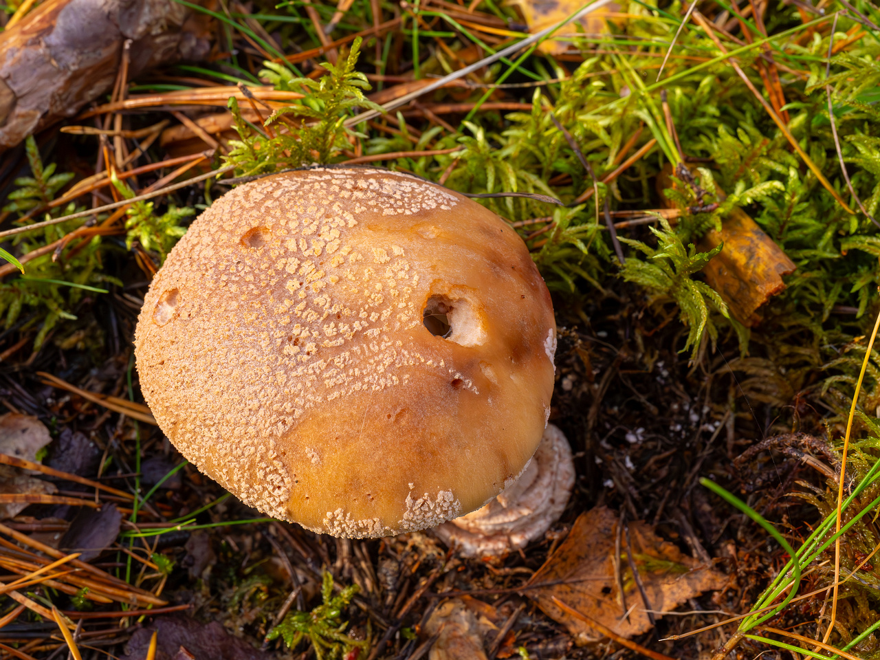 amanita-rubescens_2024-10-19_1-5