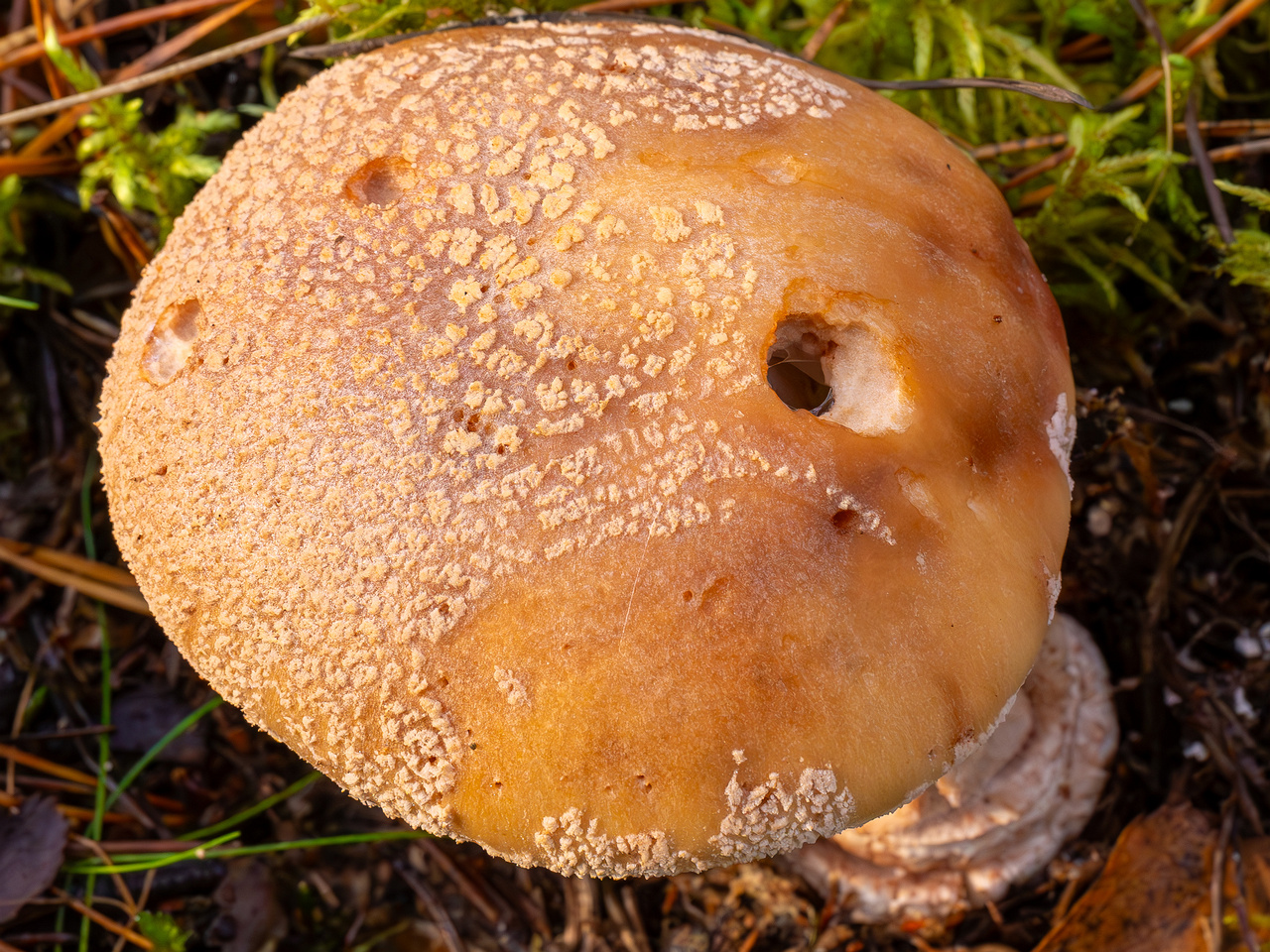 amanita-rubescens_2024-10-19_1-6