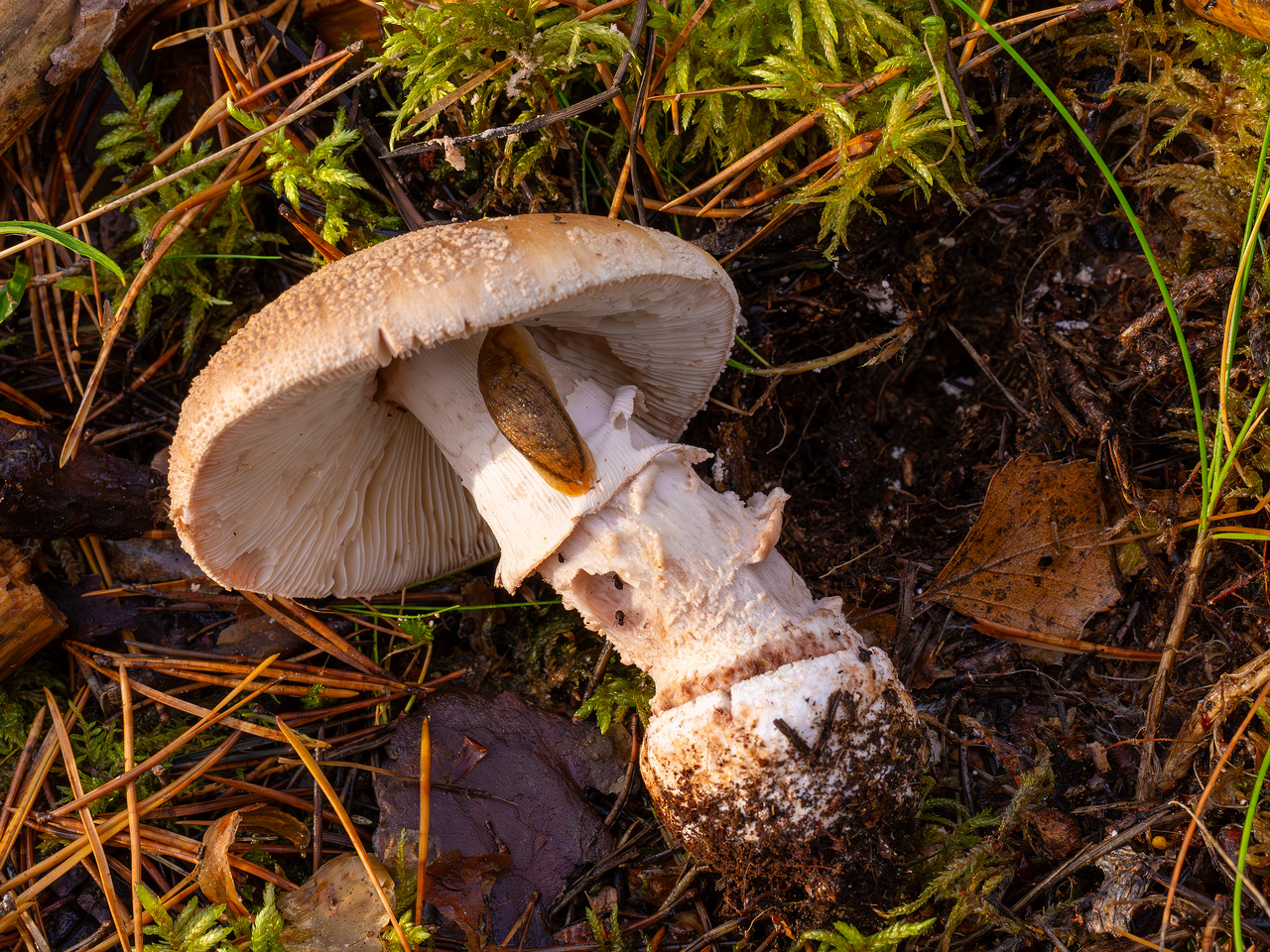 amanita-rubescens_2024-10-19_1-7