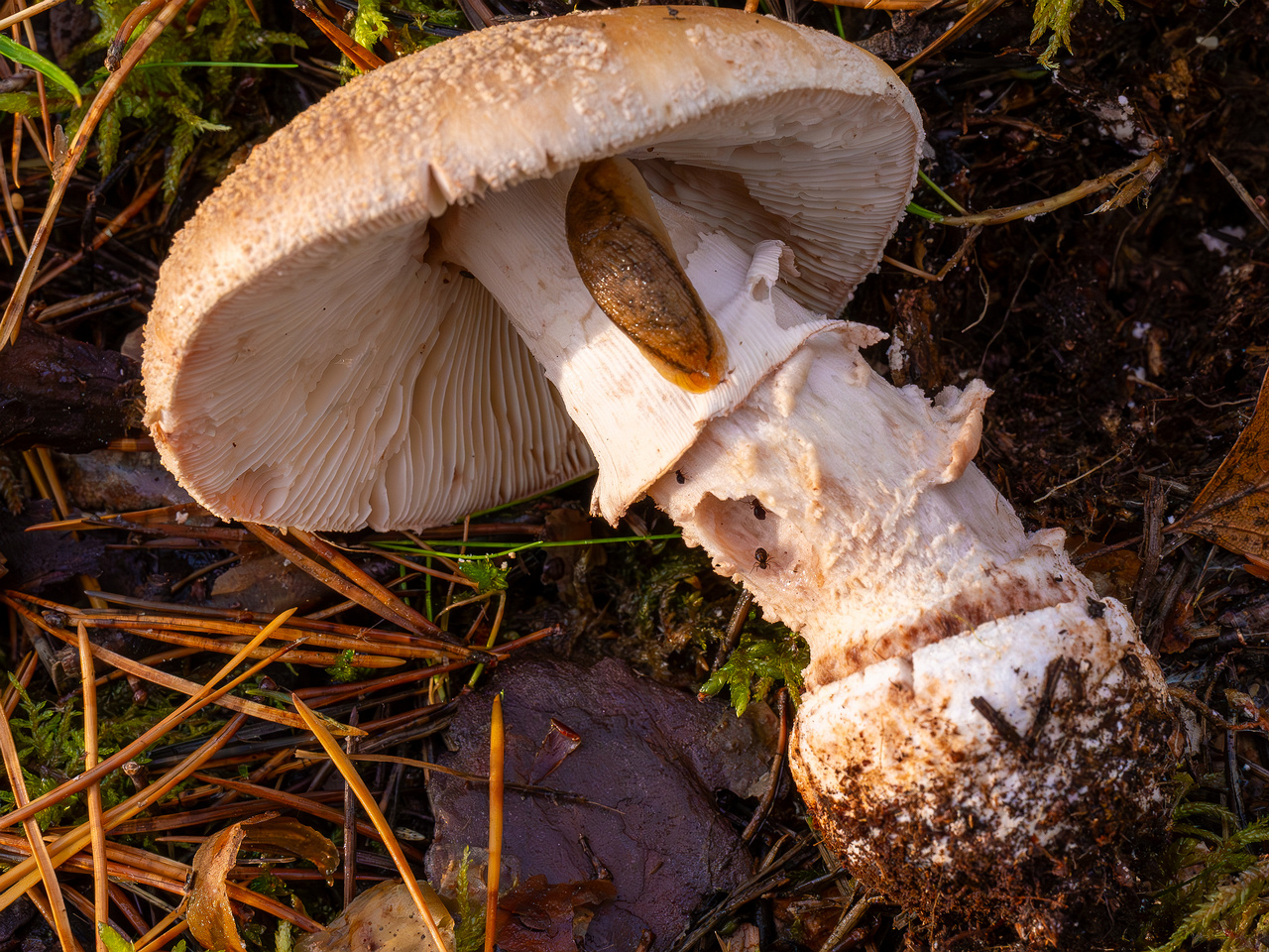 amanita-rubescens_2024-10-19_1-8