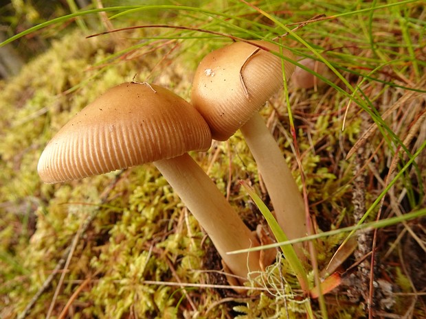 Amanita fulva - Поплавок жёлто-коричневый - Tawny Grisette - Rotbrauner Streifling