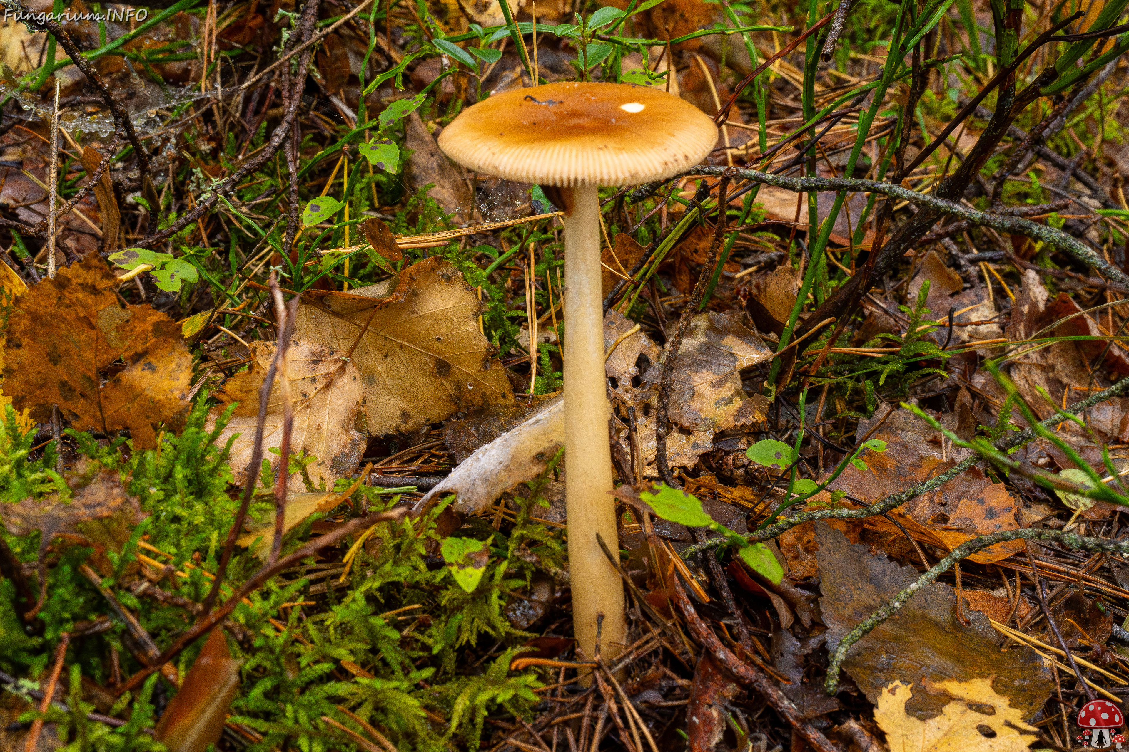 amanita-fulva_1-1 