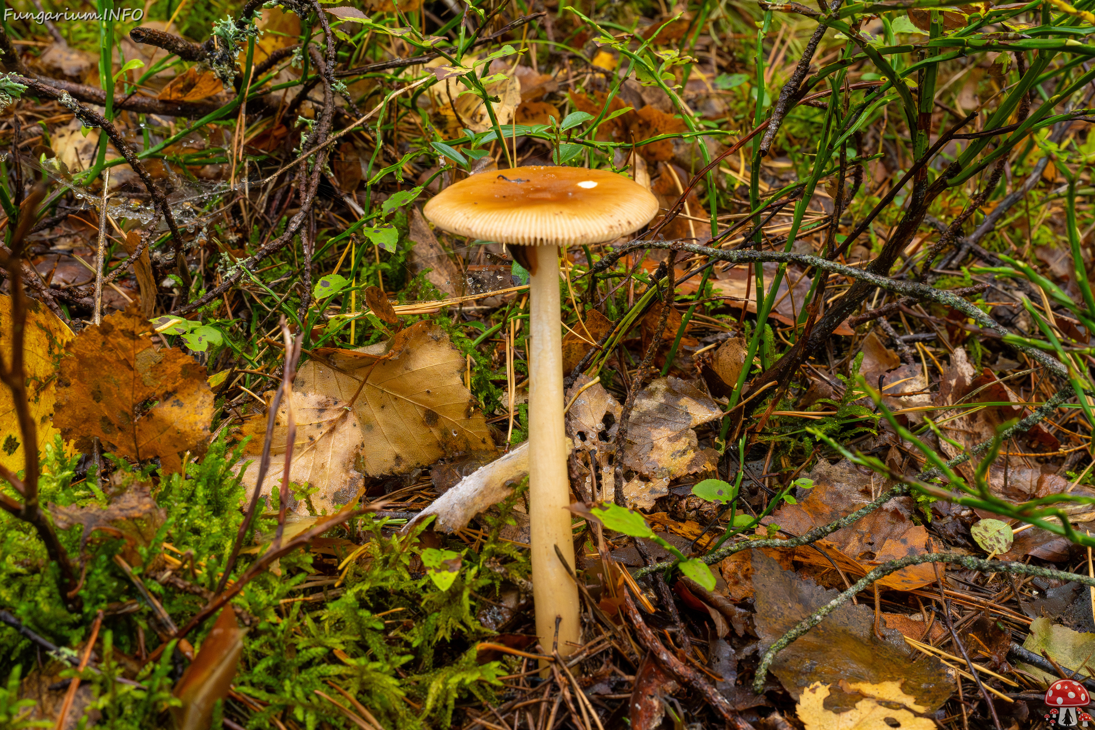 amanita-fulva_1-2 