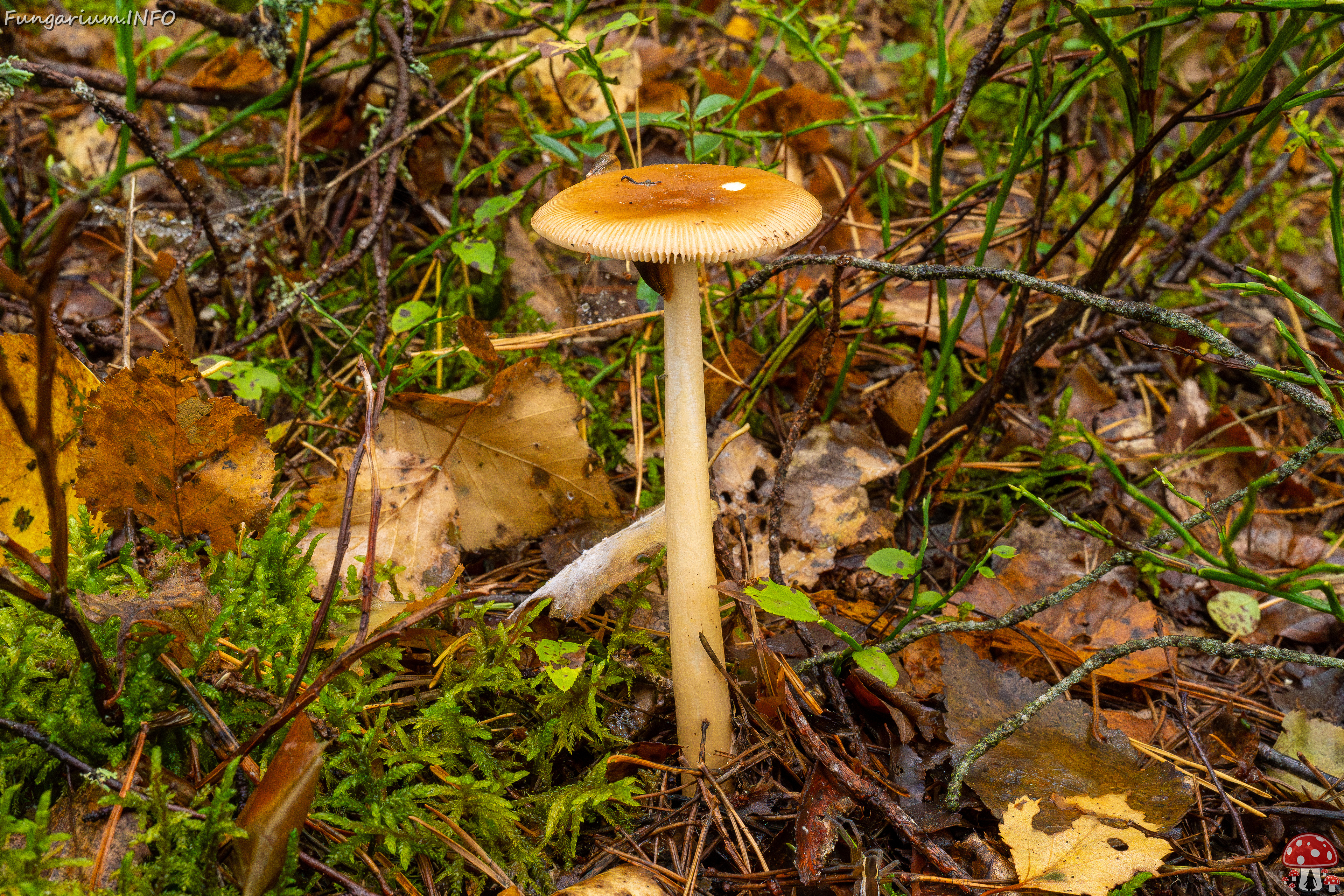 amanita-fulva_1-5 