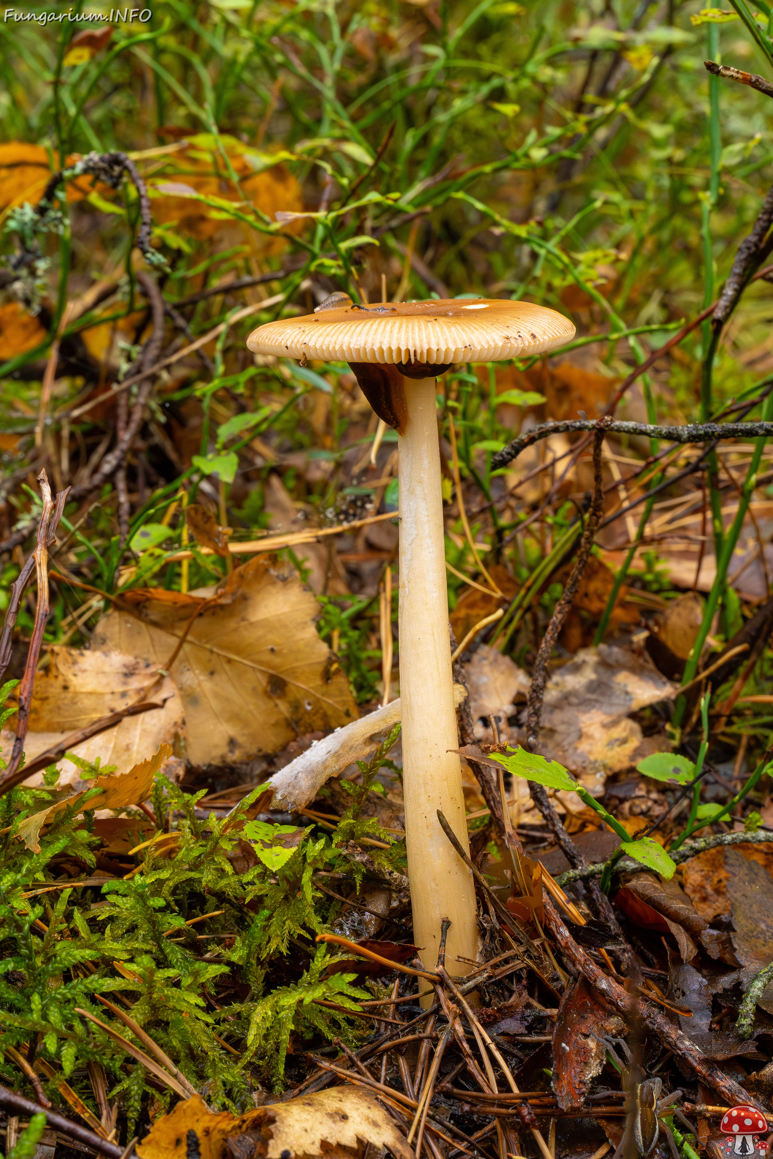 amanita-fulva_1-6 