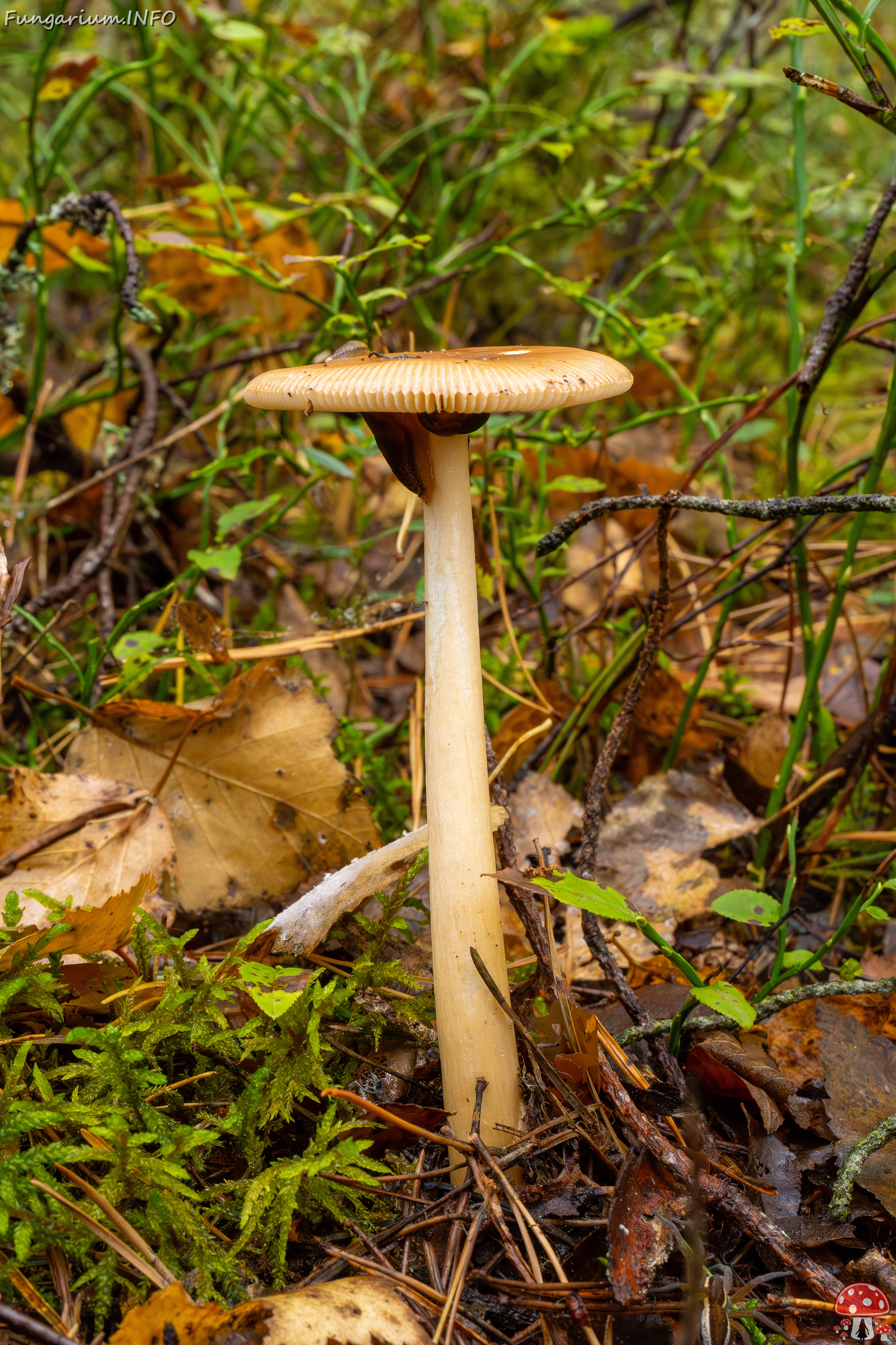 amanita-fulva_1-8 