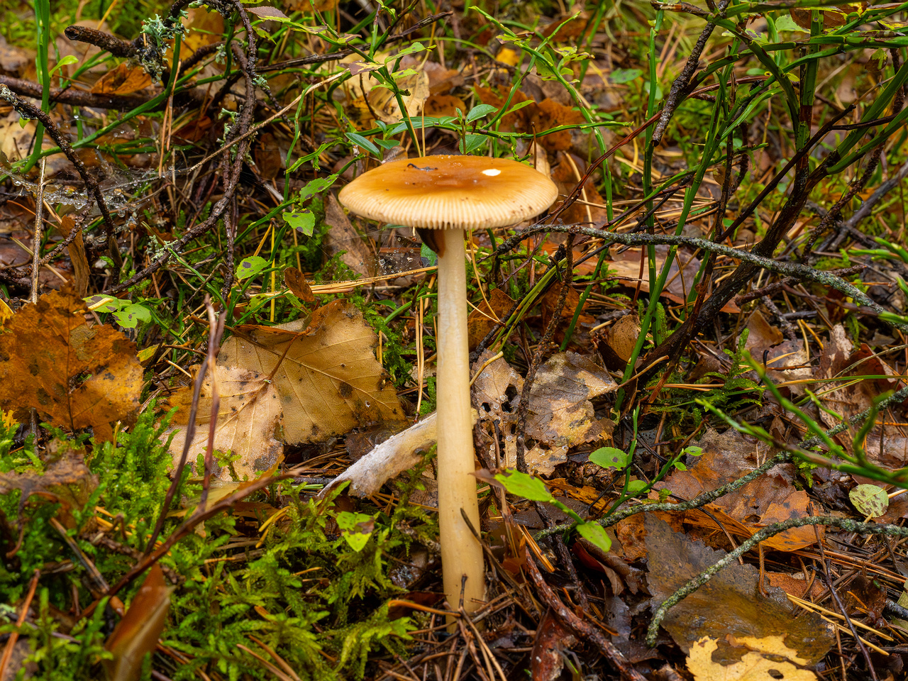 amanita-fulva_1-2