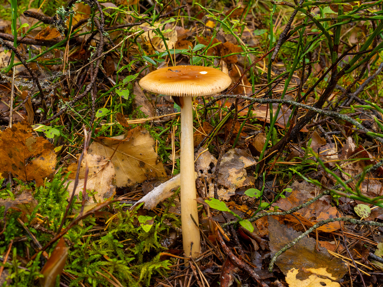 amanita-fulva_1-3