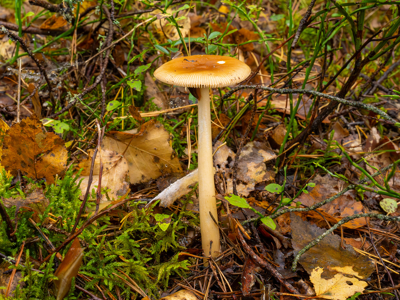 amanita-fulva_1-4