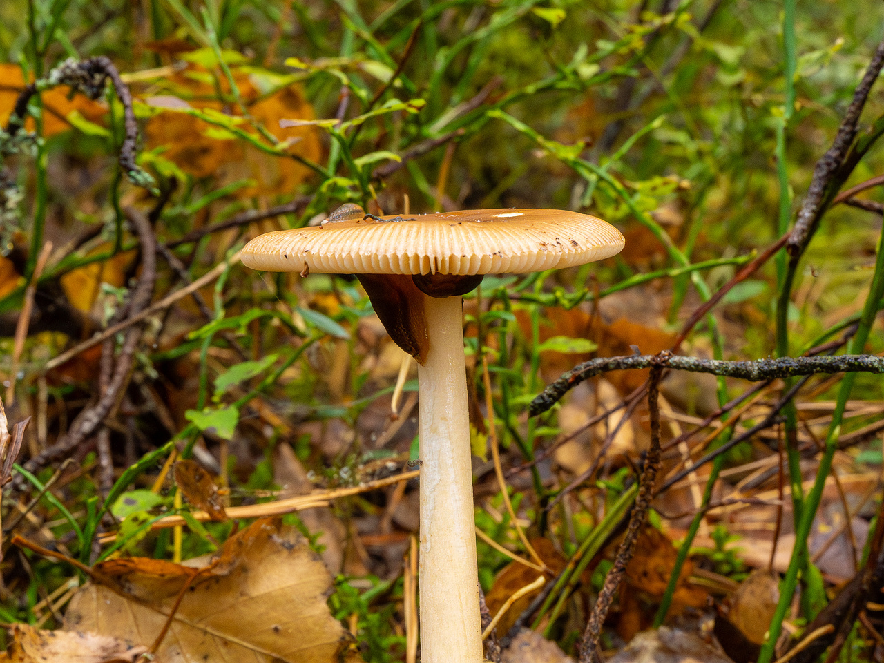 amanita-fulva_1-8