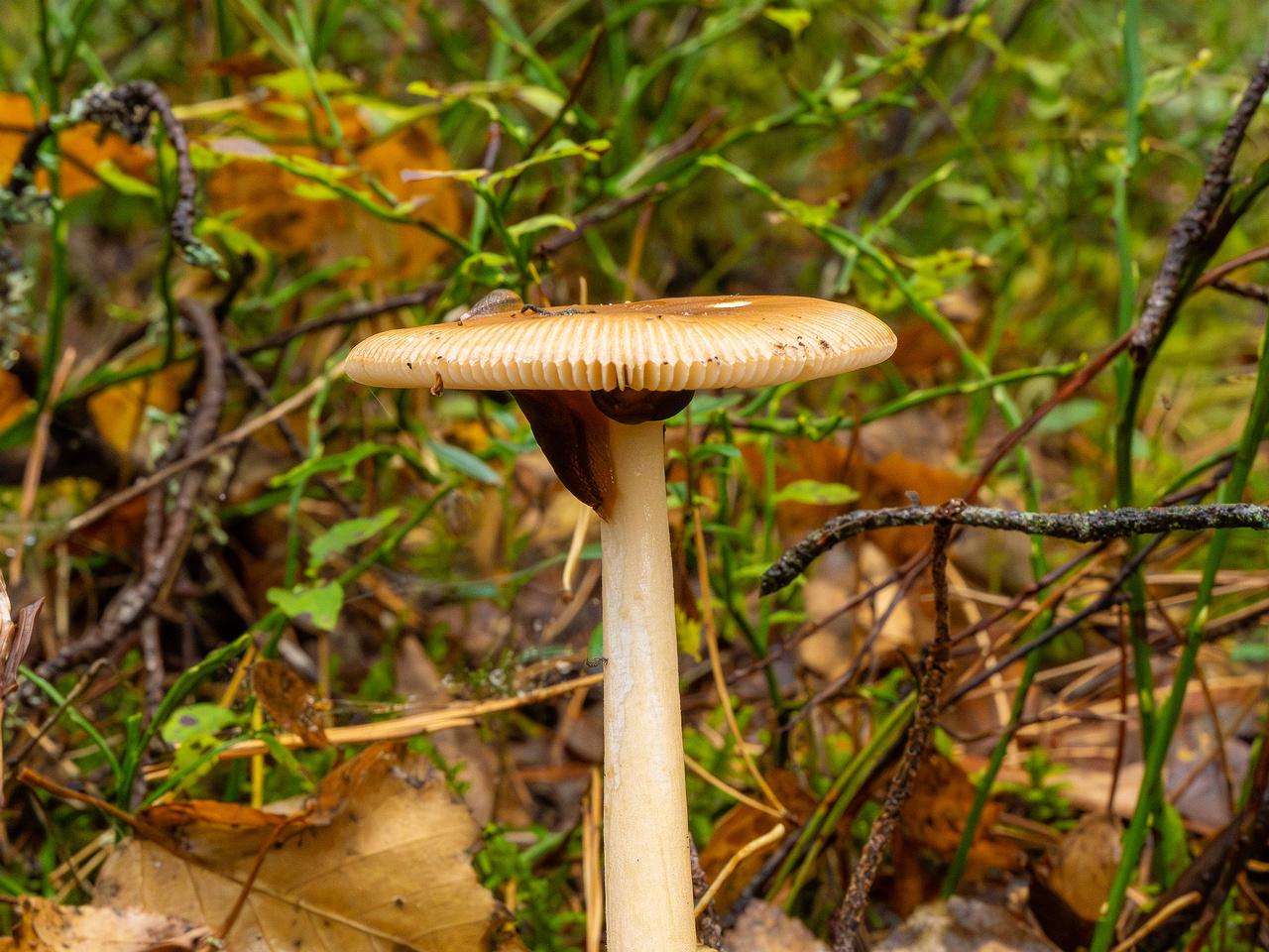 amanita-fulva_1-9