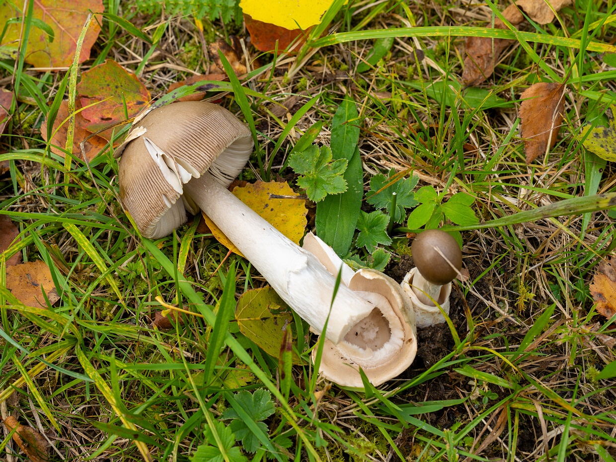 Поплавок серый - Amanita vaginata